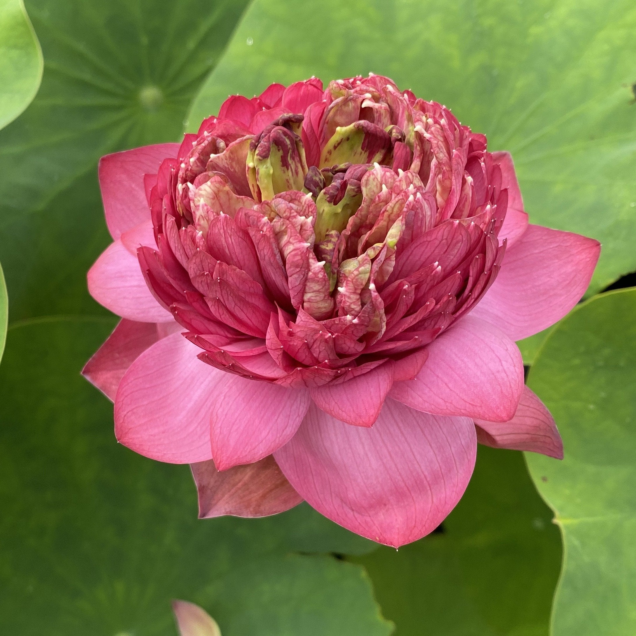 Ming Liu Lotus (Bare Root)