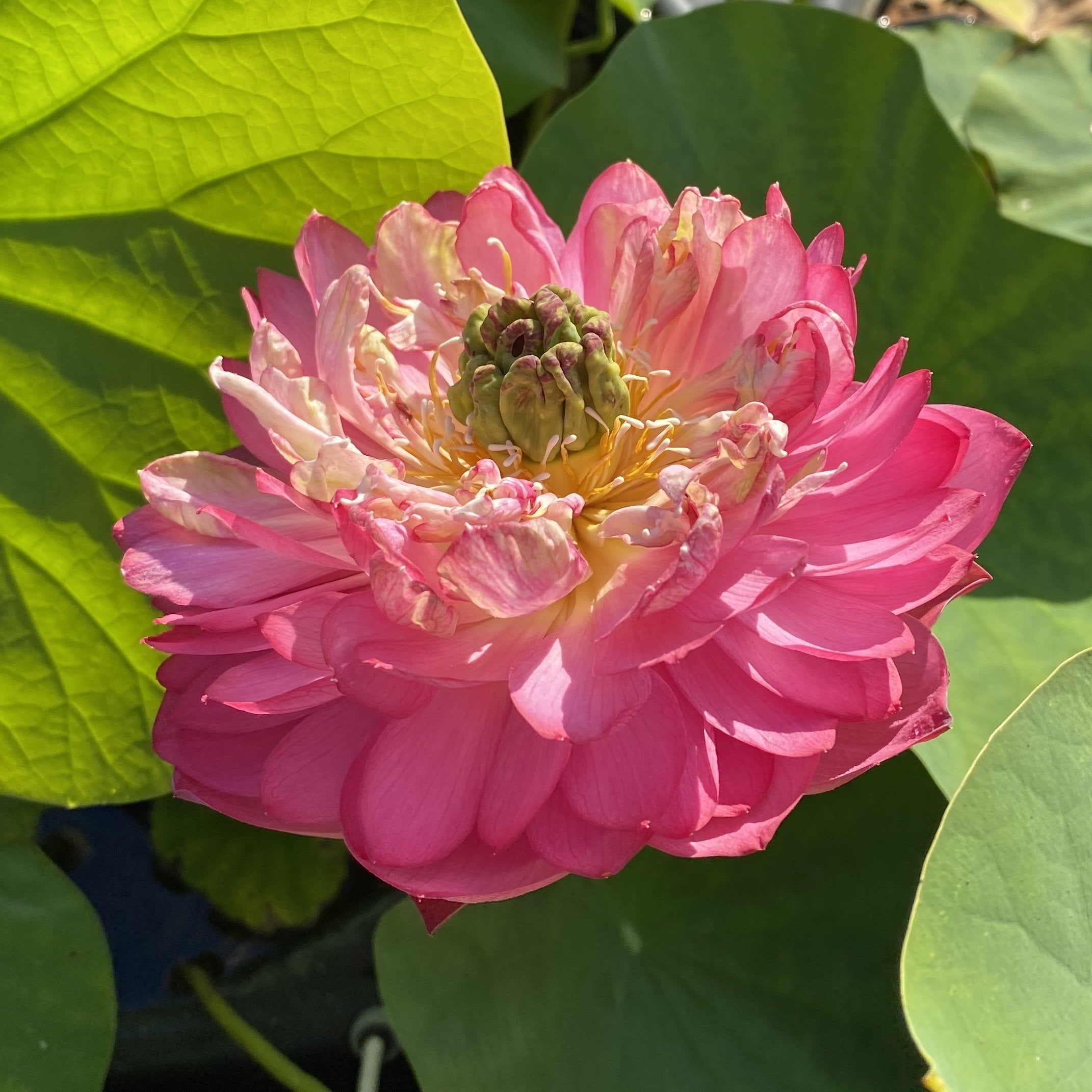 Ming Liu Lotus (Bare Root)