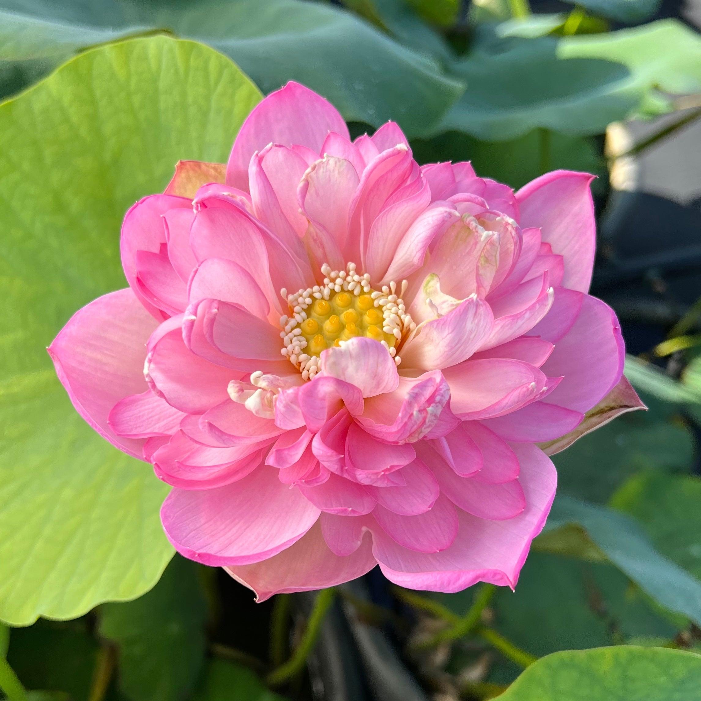 Moonbeam- Color as Soft as the Night Lotus (Bare Root) - Play It Koi
