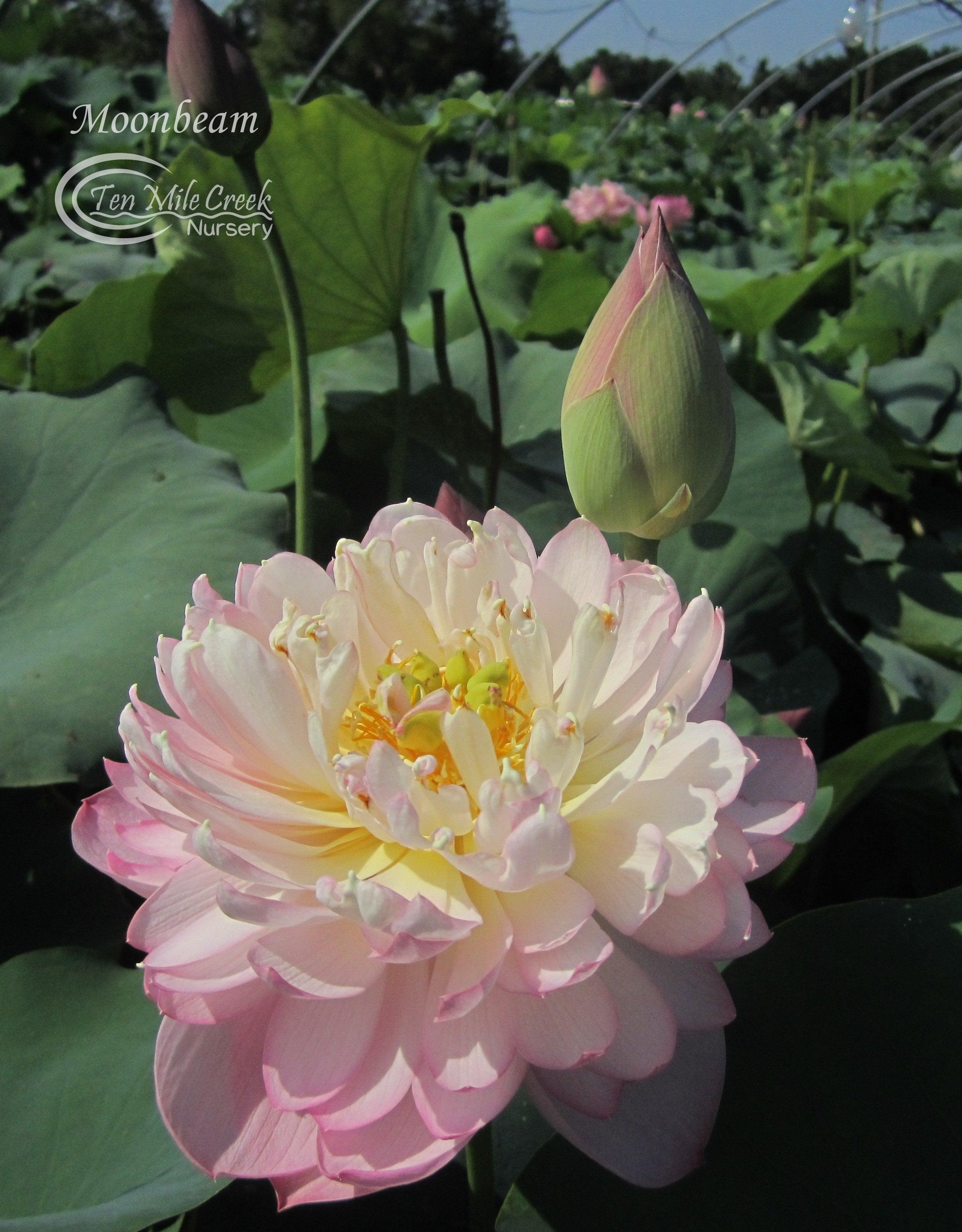 Moonbeam- Color as Soft as the Night Lotus (Bare Root) - Play It Koi