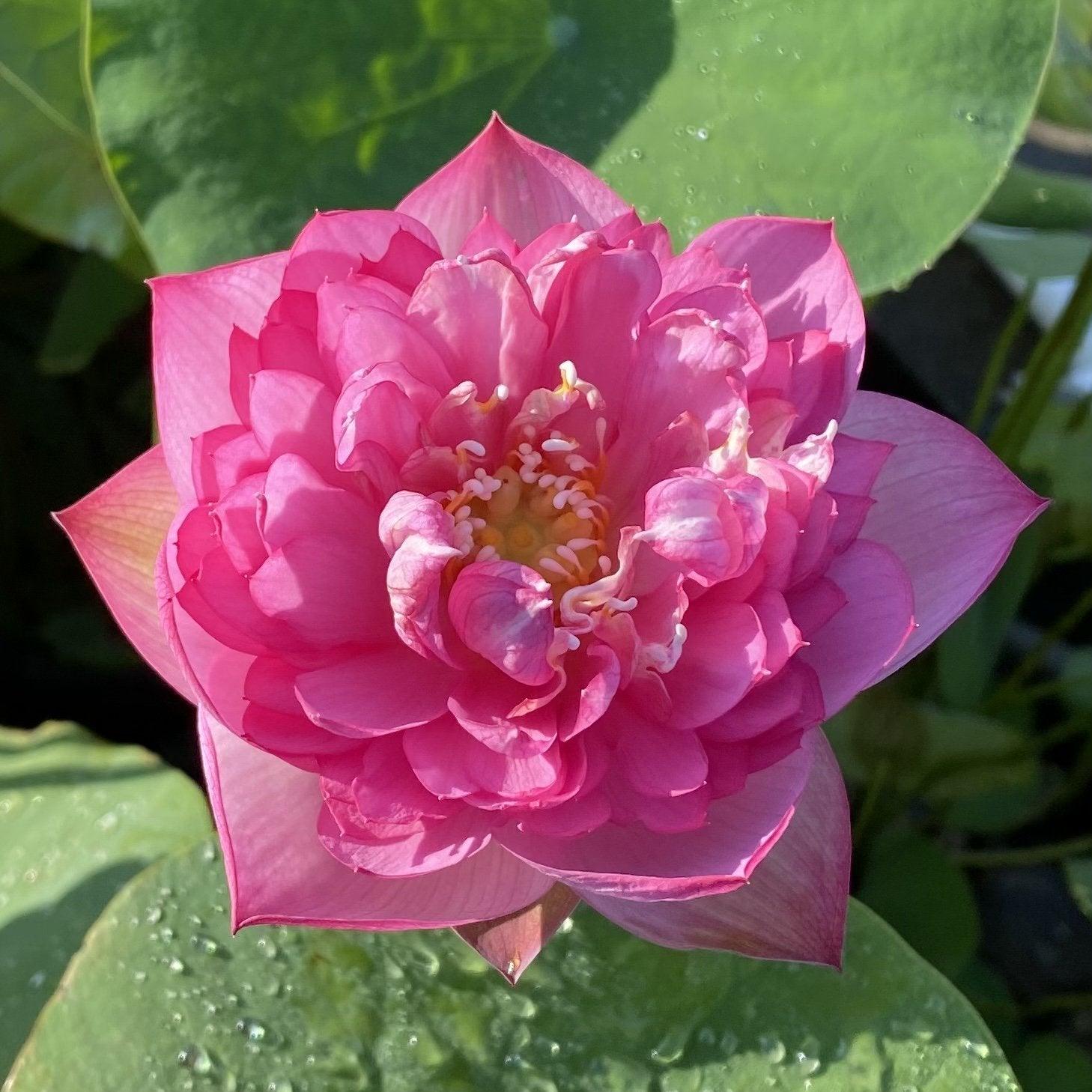 Moonbeam- Color as Soft as the Night Lotus (Bare Root) - Play It Koi