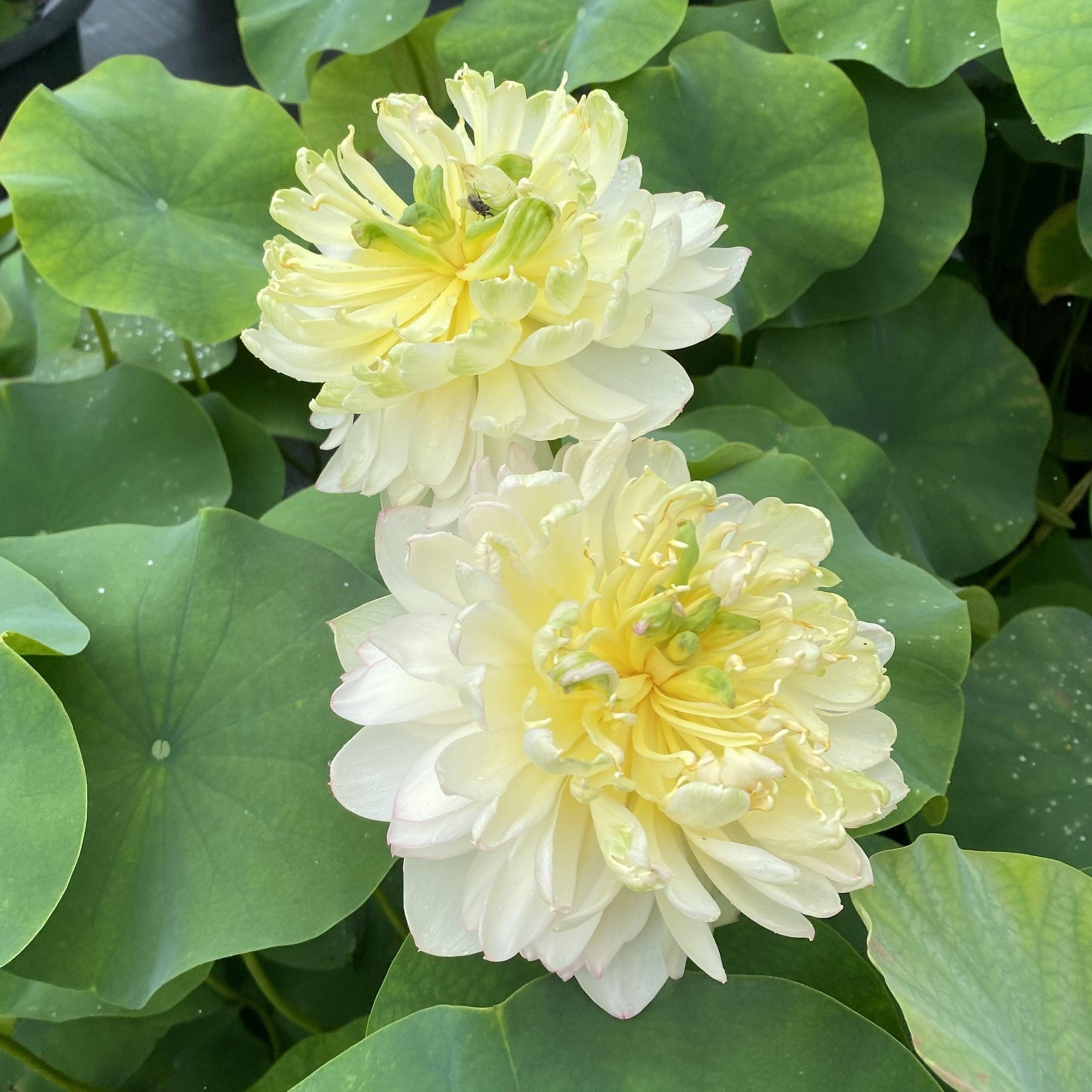 Moonlight On the River Lotus (Bare Root) - Play It Koi