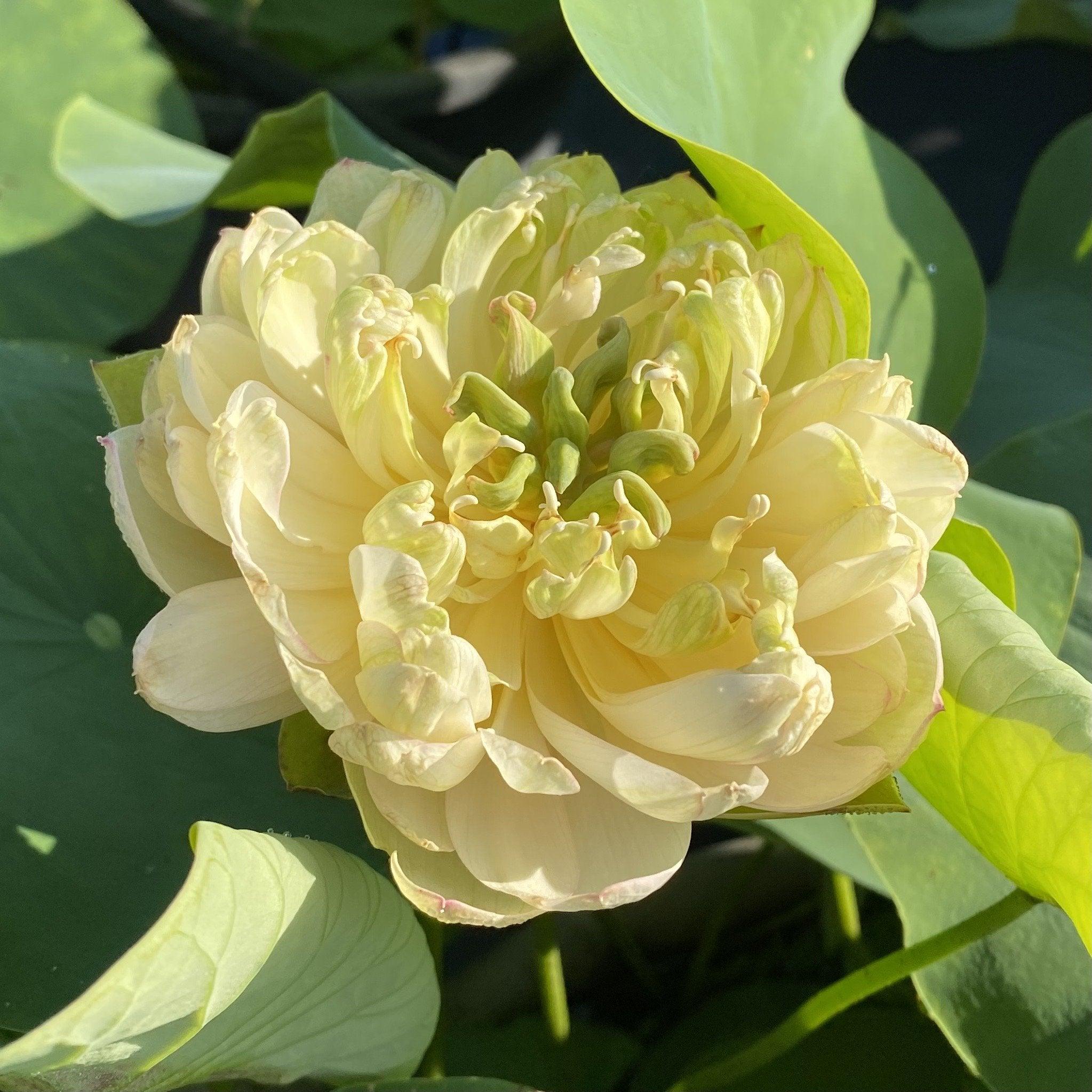 Moonlight On the River Lotus (Bare Root) - Play It Koi