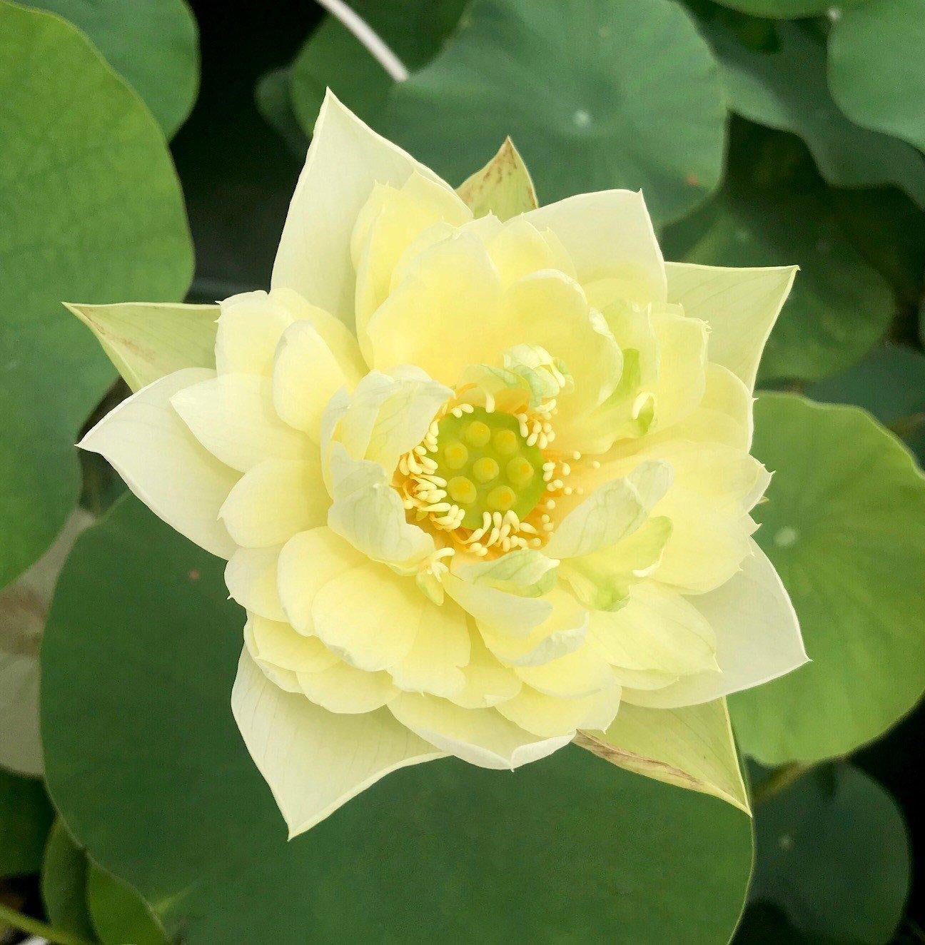 Moonlight On the River Lotus (Bare Root) - Play It Koi