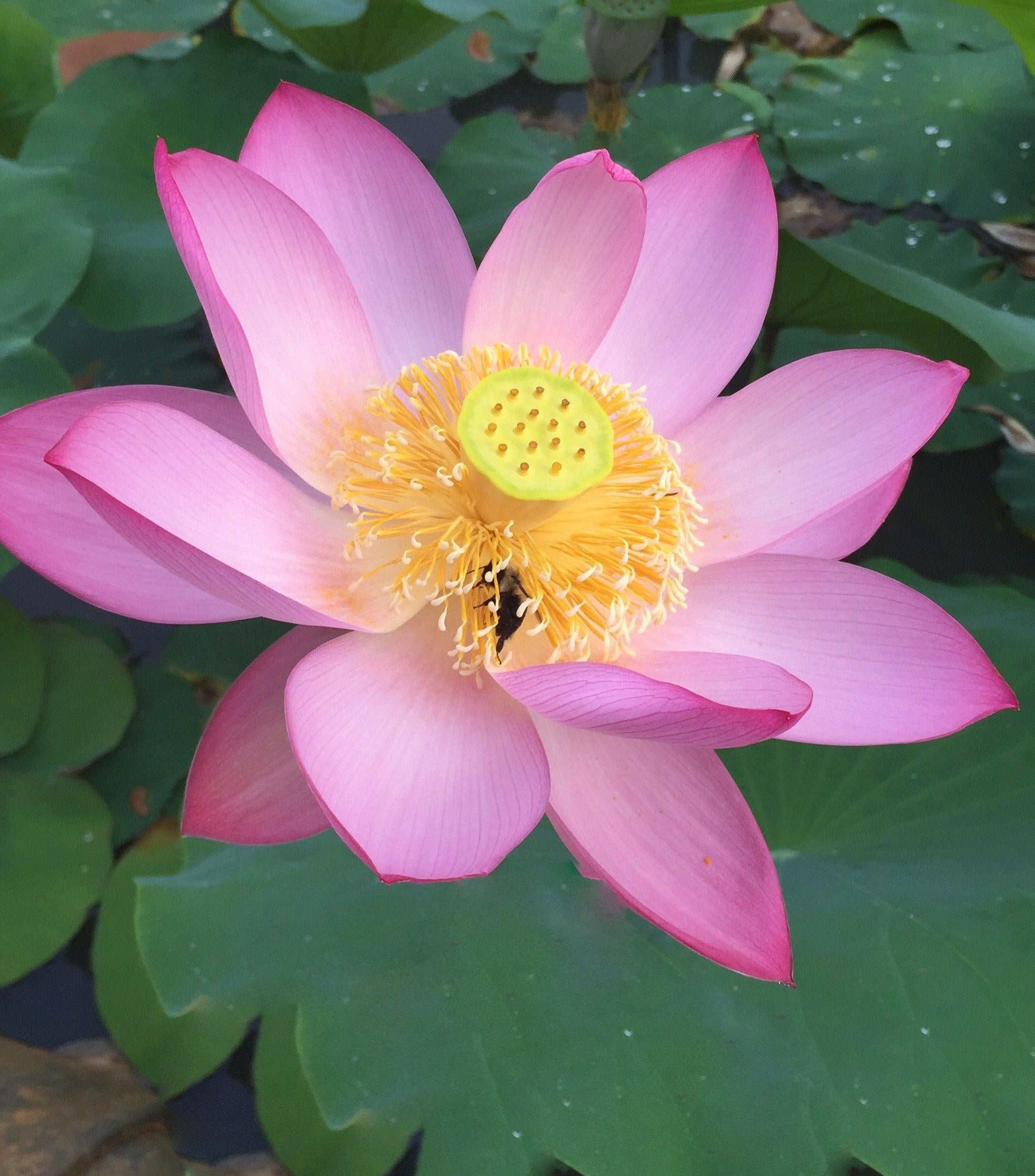 Morning in Yaochi Lotus (Bare Root) - Play It Koi