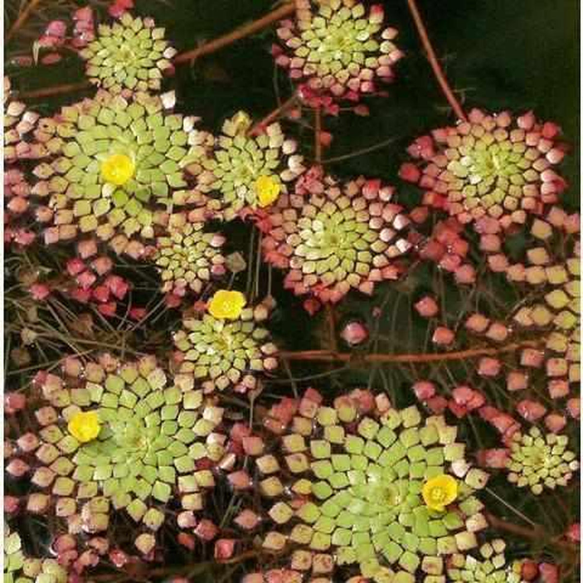 Mosaic Plant - Ludwigia Sediodes (Bare Root) - Play It Koi