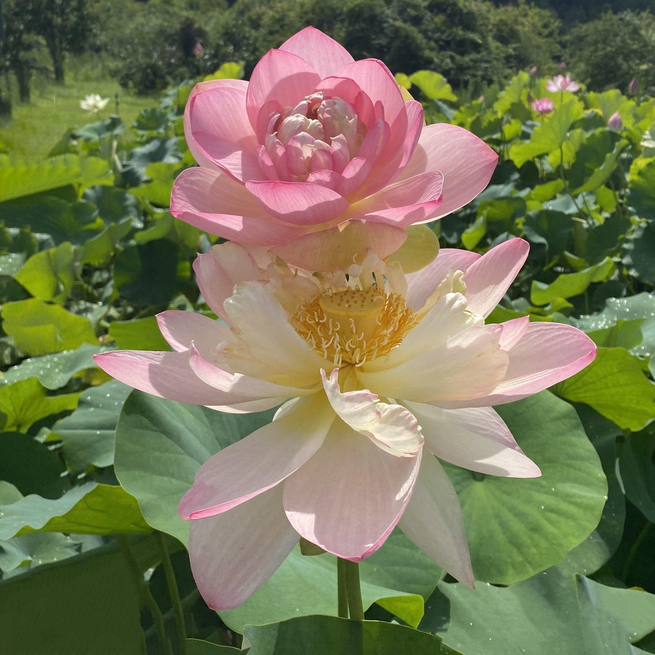 Mrs. Perry D. Slocum - Queen of American Lotus (Bare Root) - Play It Koi