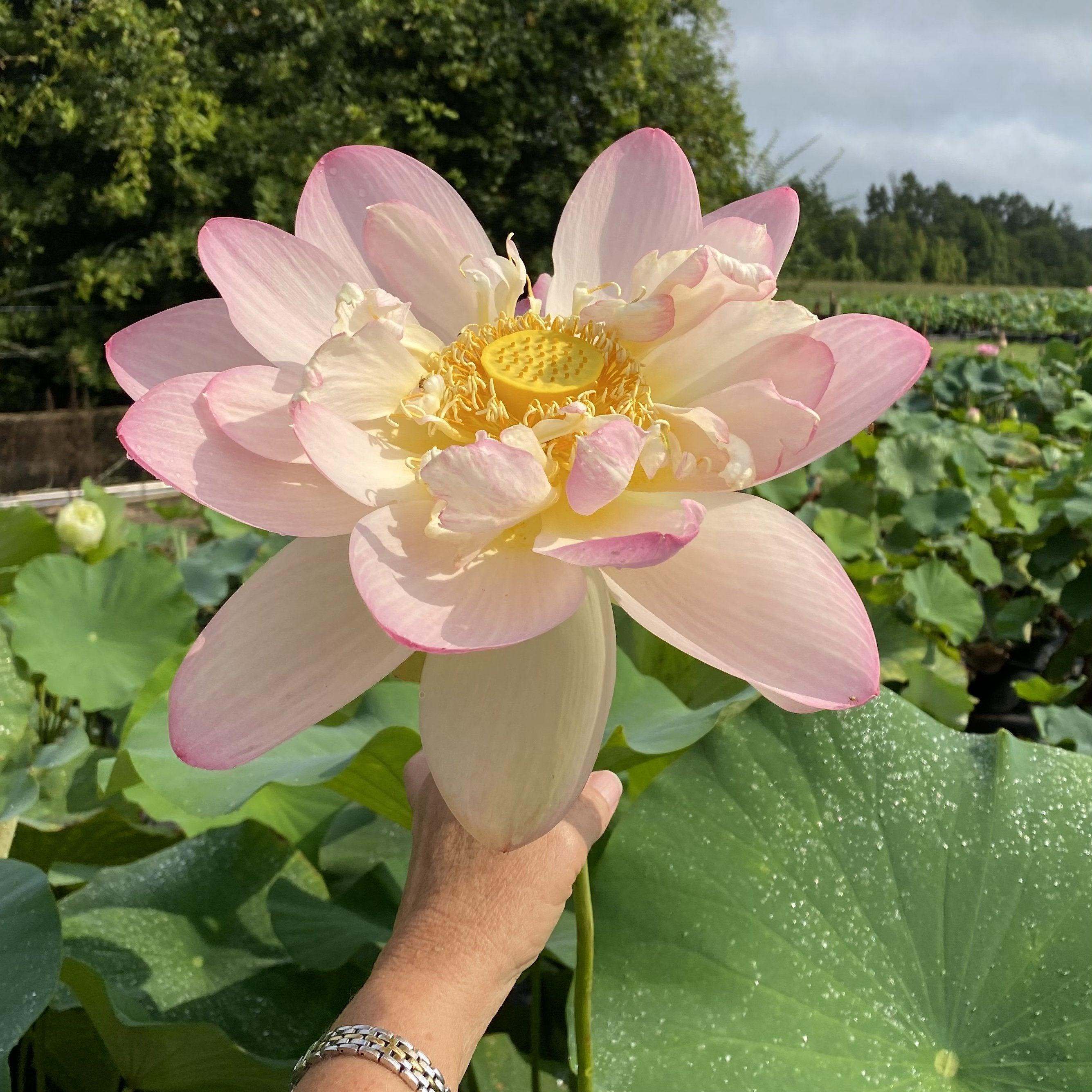 Mrs. Perry D. Slocum - Queen of American Lotus (Bare Root) - Play It Koi