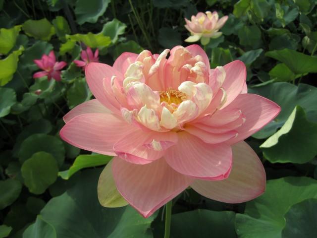 Mrs. Perry D. Slocum - Queen of American Lotus (Bare Root) - Play It Koi