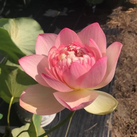 Mrs. Perry D. Slocum - Queen of American Lotus (Bare Root) - Play It Koi