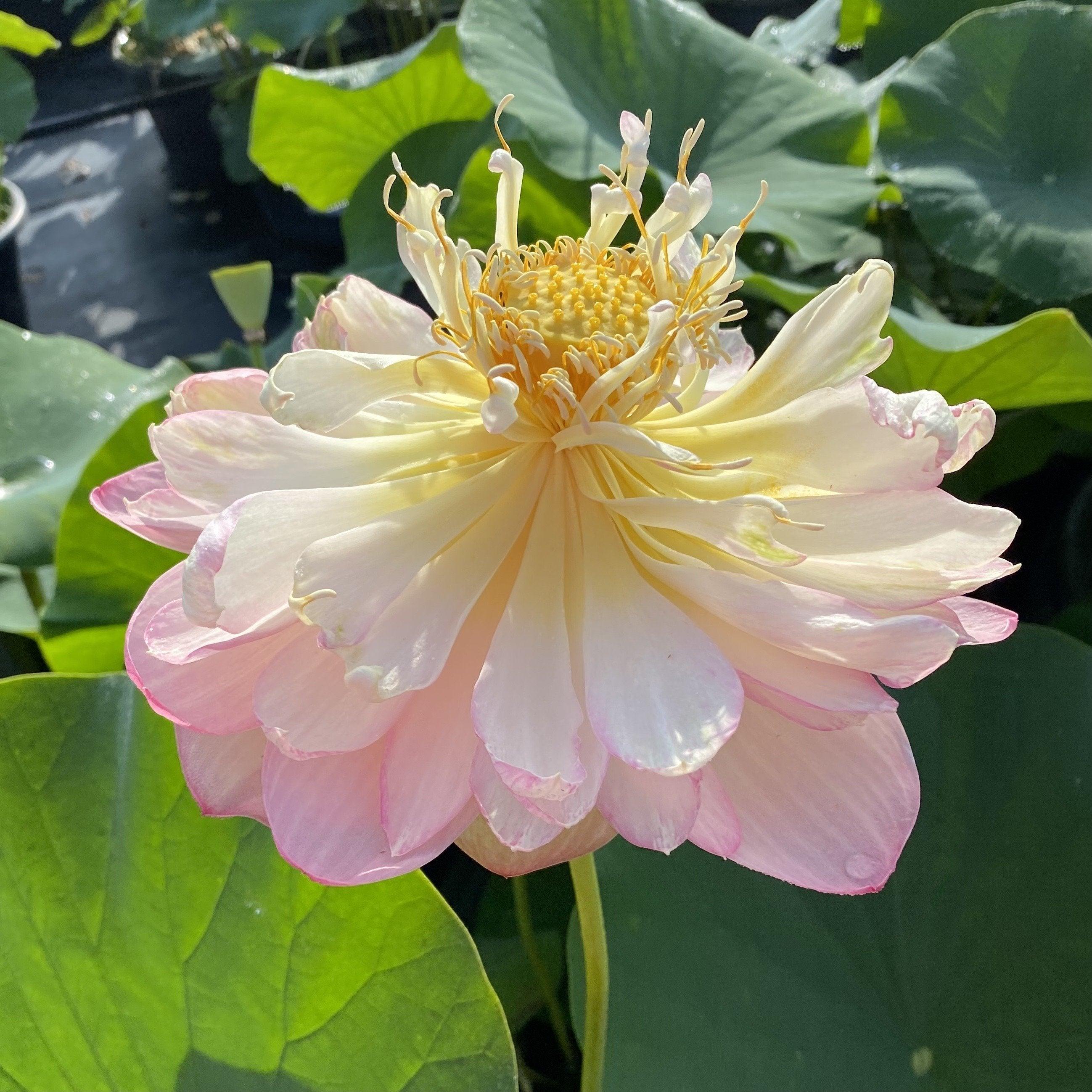 Mrs. Perry D. Slocum - Queen of American Lotus (Bare Root) - Play It Koi