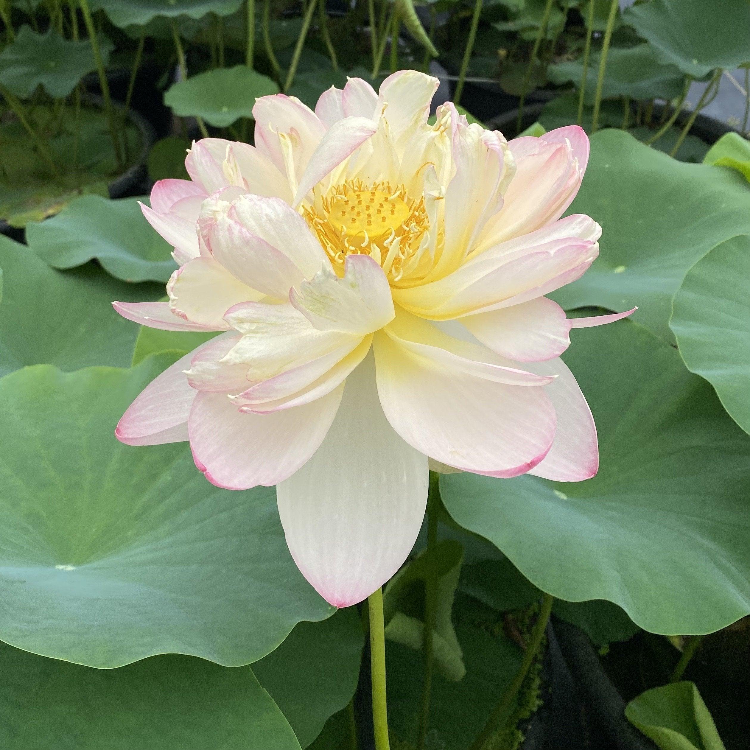 Mrs. Perry D. Slocum - Queen of American Lotus (Bare Root) - Play It Koi