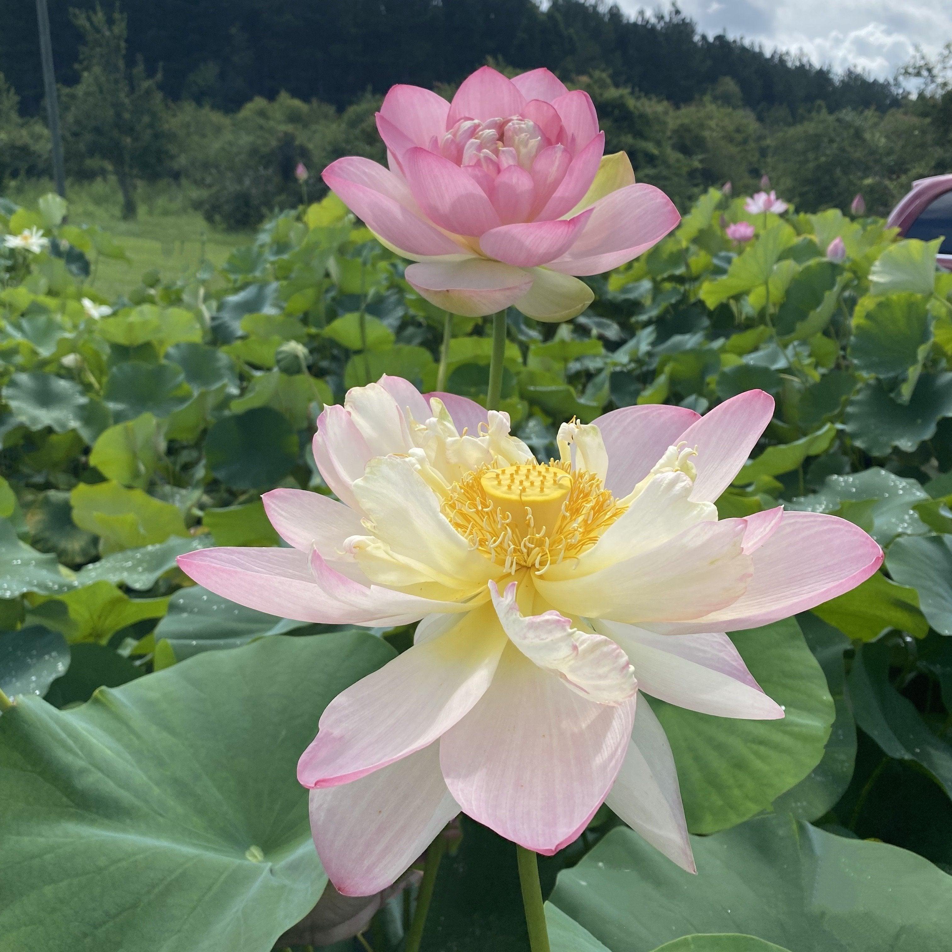 Mrs. Perry D. Slocum - Queen of American Lotus (Bare Root) - Play It Koi