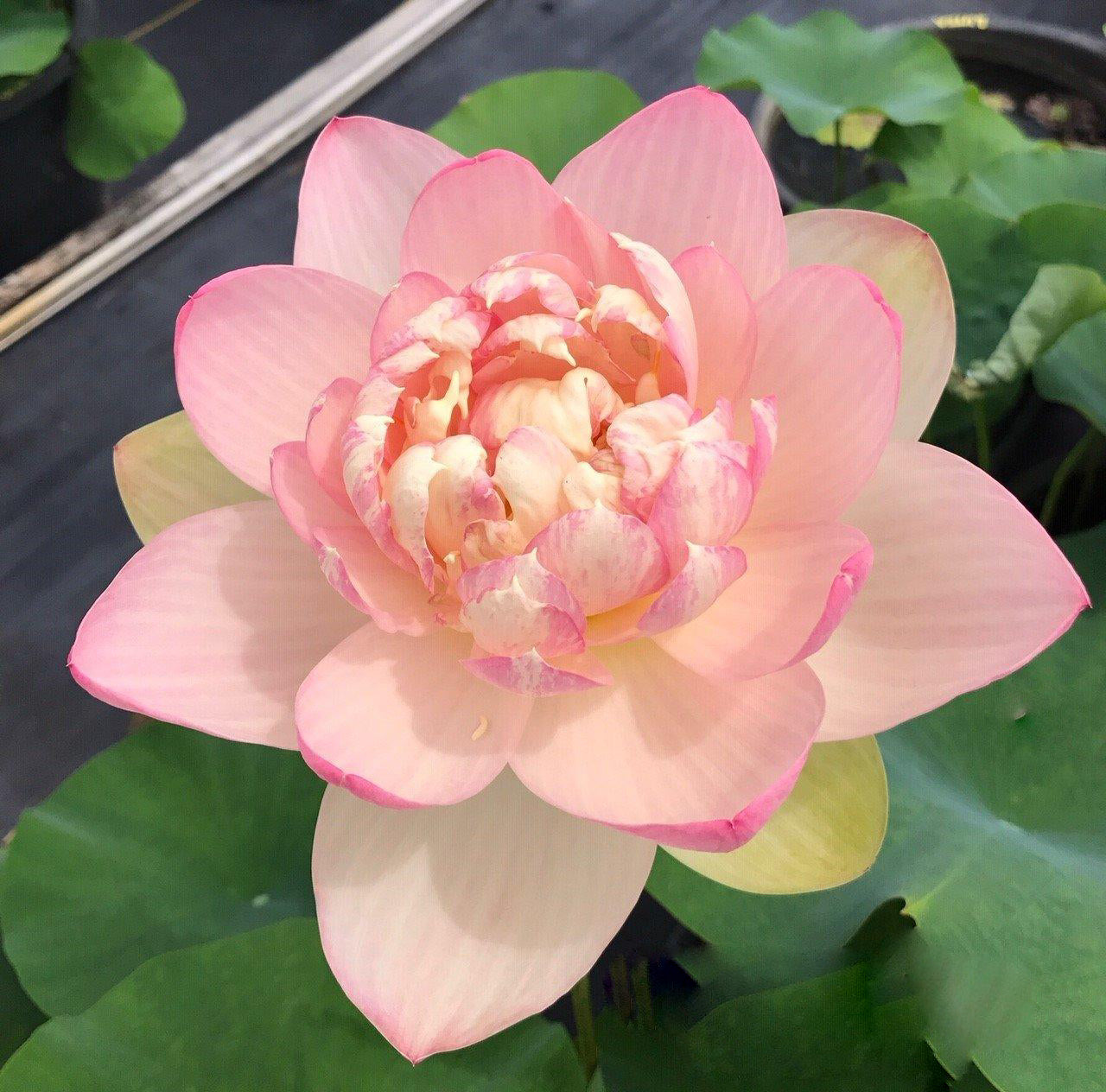 Mrs. Perry D. Slocum - Queen of American Lotus (Bare Root) - Play It Koi