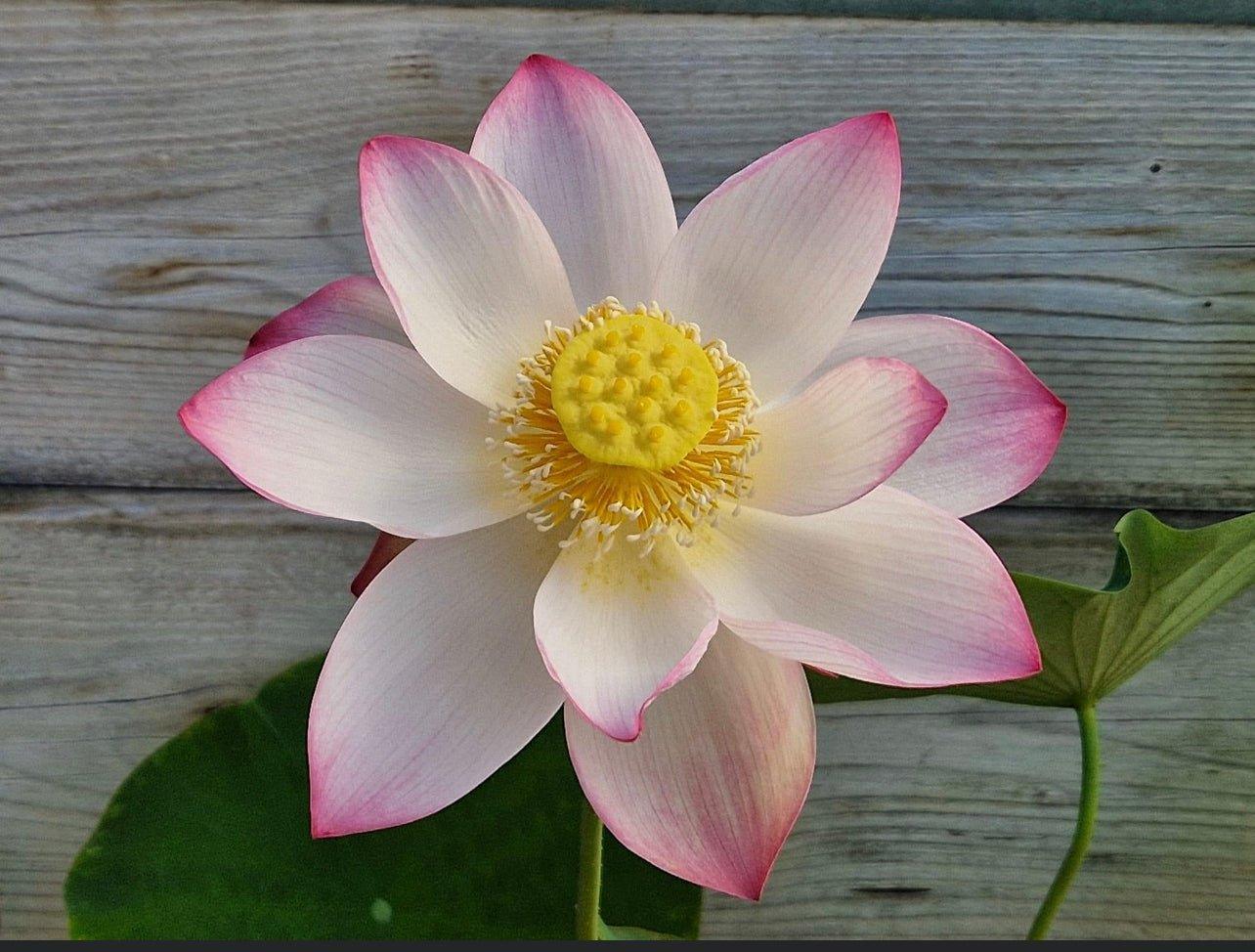 Mrs. Ramsay Rules the Roost Lotus (Bare Root) - Play It Koi