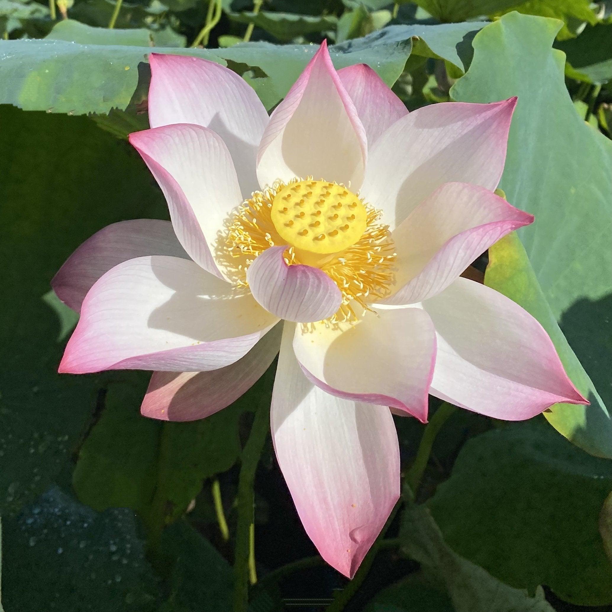 Mrs. Ramsay Rules the Roost Lotus (Bare Root) - Play It Koi