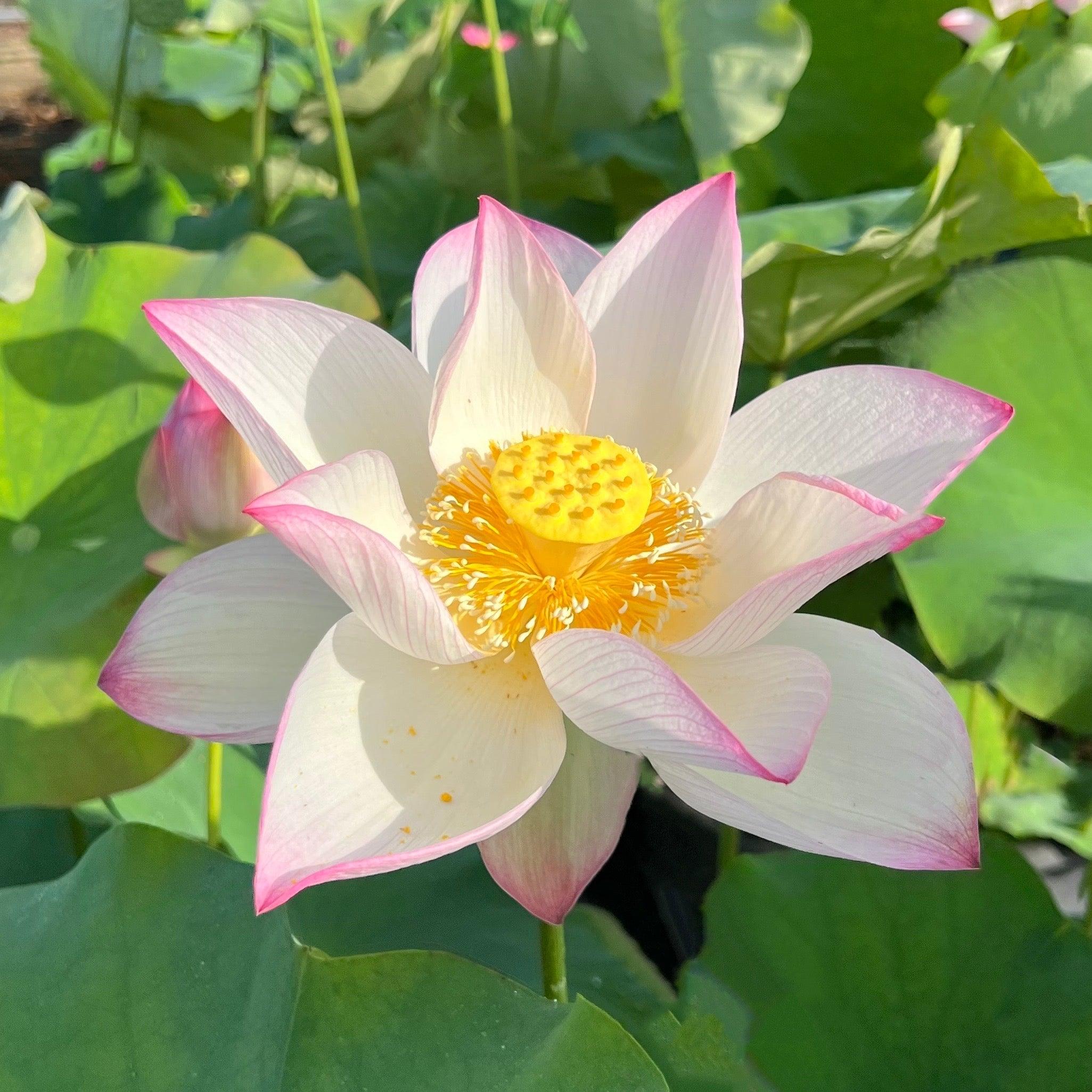 Mrs. Ramsay Rules the Roost Lotus (Bare Root) - Play It Koi