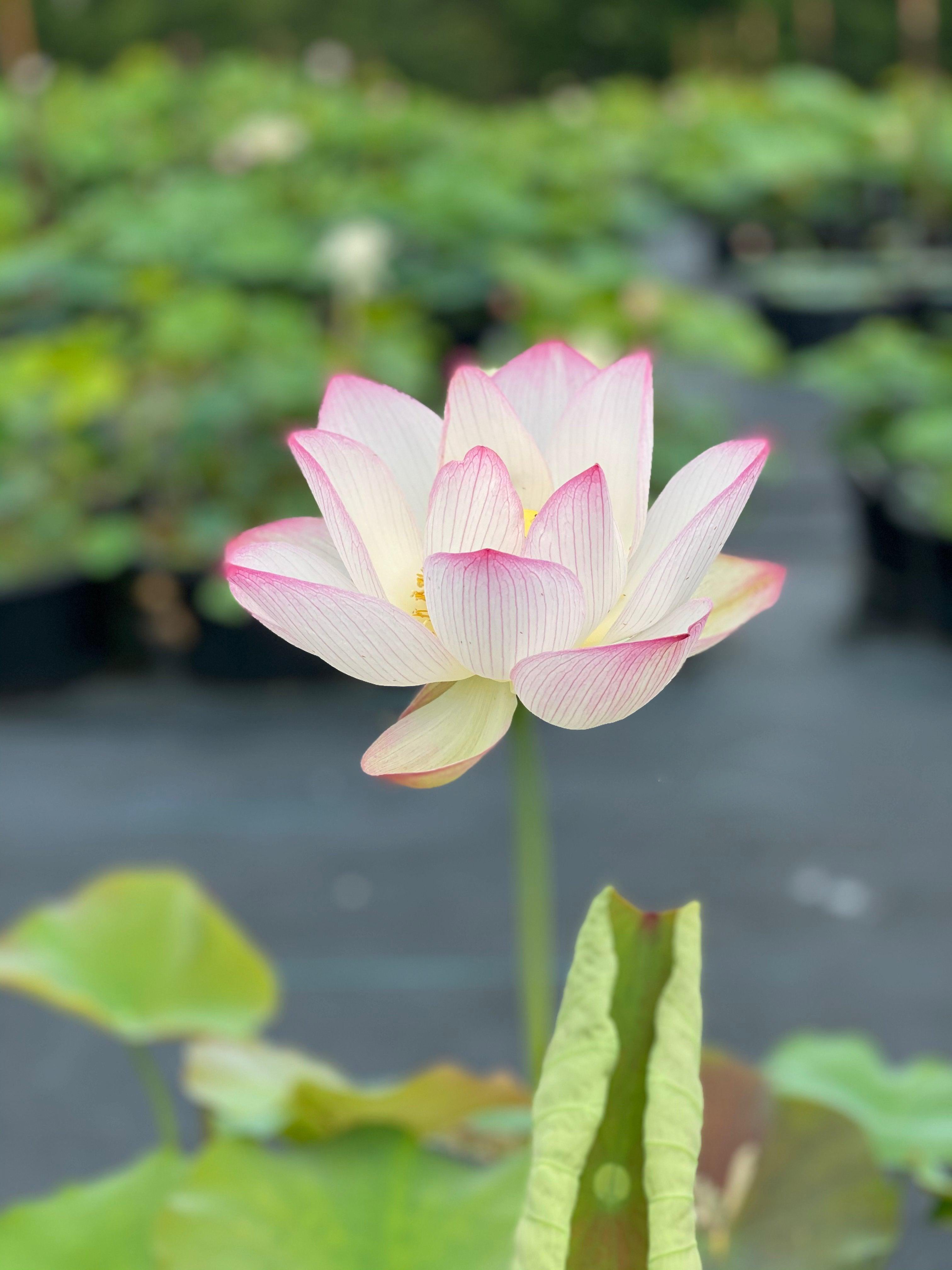 Mrs. Ramsay Rules the Roost Lotus (Bare Root) - Play It Koi