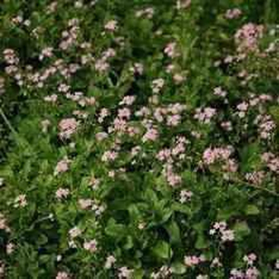 Myosotis Scorpioides 'Pinkie' - Pink Forget-Me-Not (Bare Root) - Play It Koi