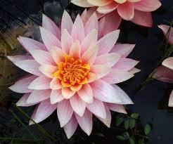 Myra - Pink Hardy Lily (Bare Root) - Play It Koi