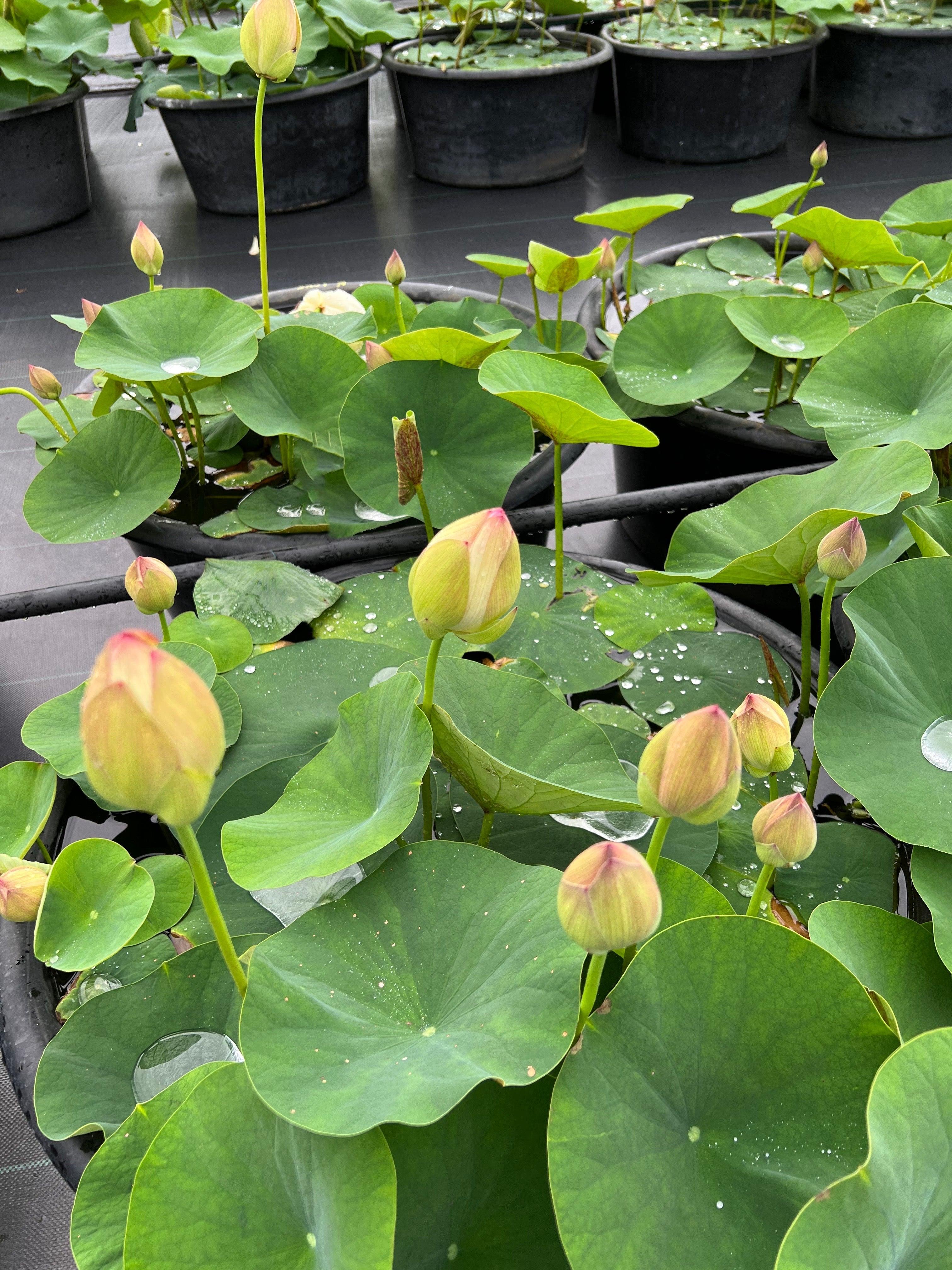 Nanjing Love 16 - Award Winner Lotus (Bare Root) - Play It Koi