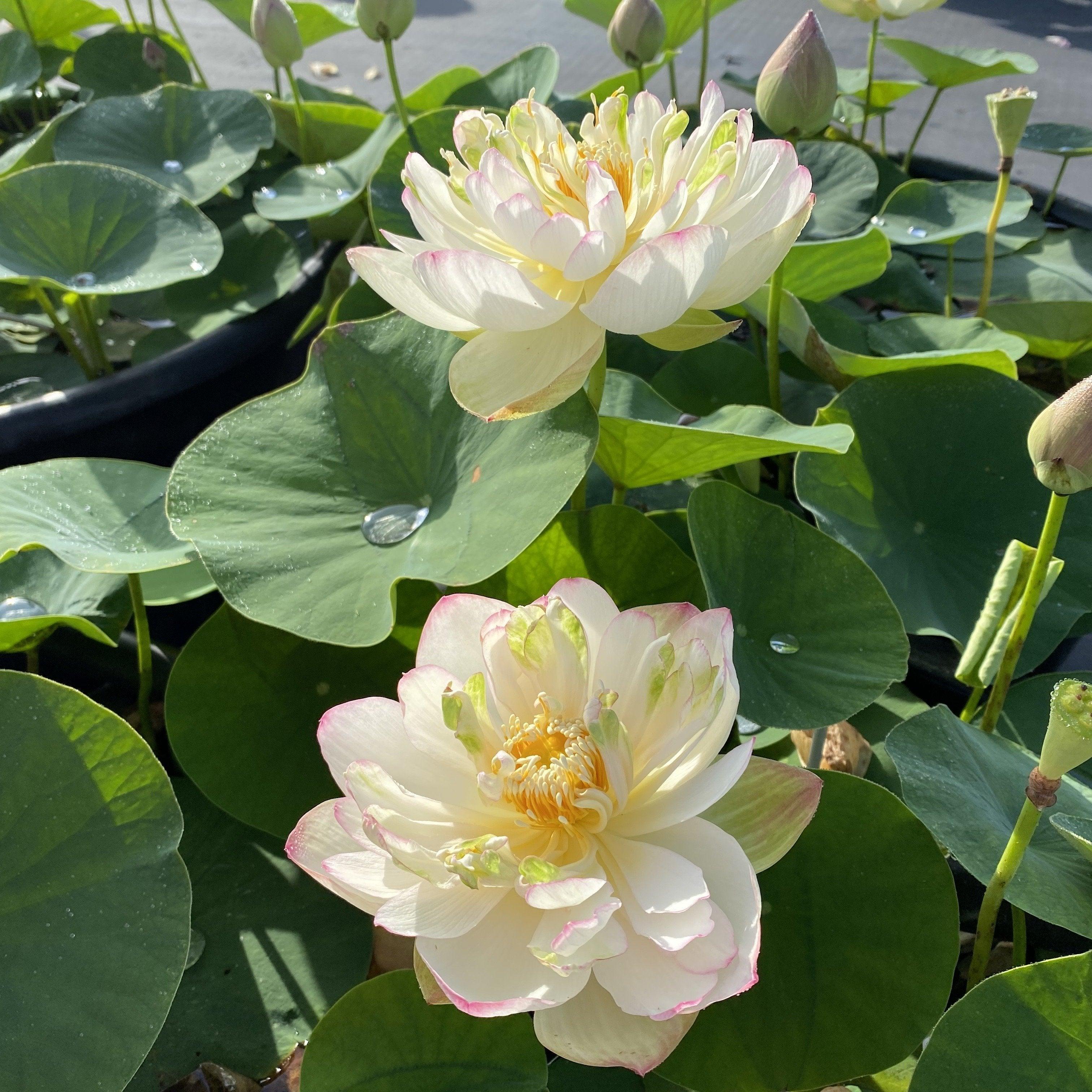 Nanjing Love 16 - Award Winner Lotus (Bare Root) - Play It Koi