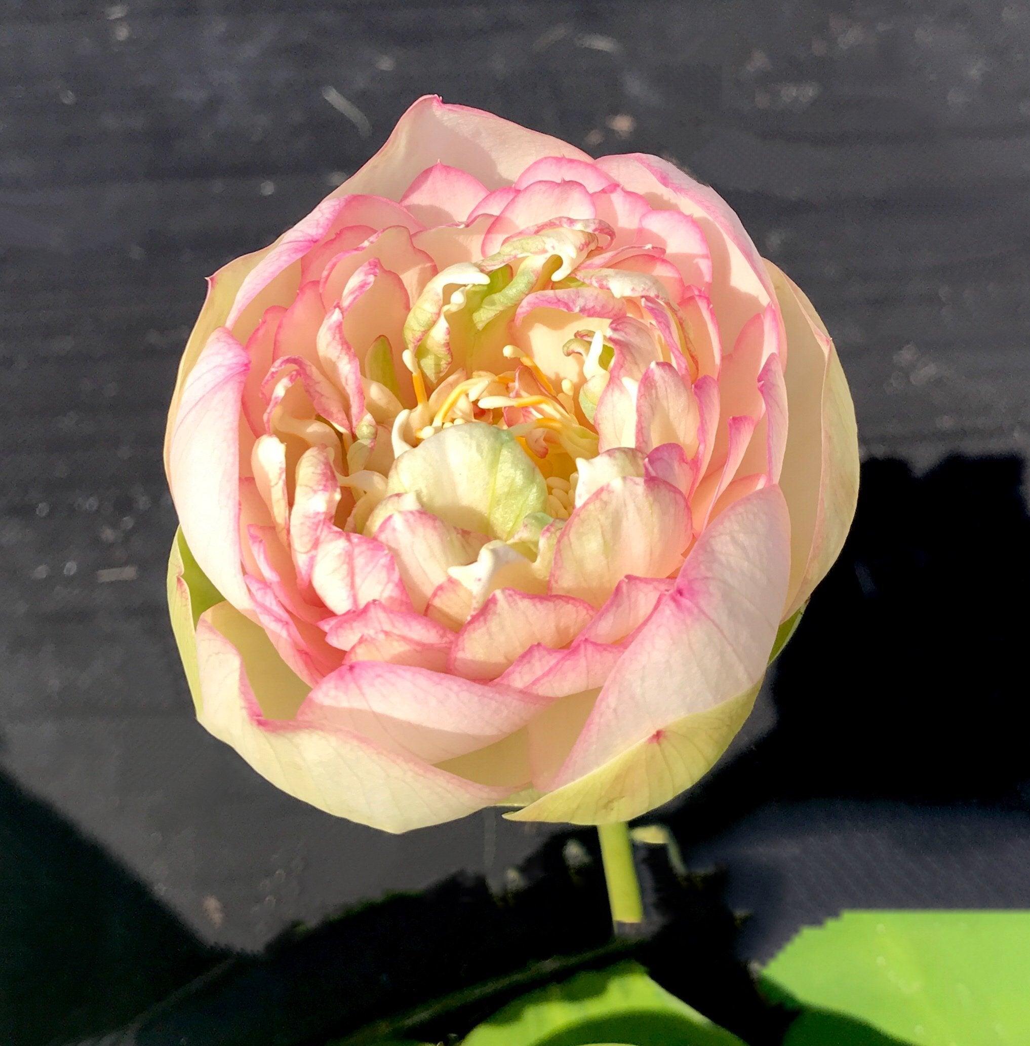 Nanjing Love 16 - Award Winner Lotus (Bare Root) - Play It Koi