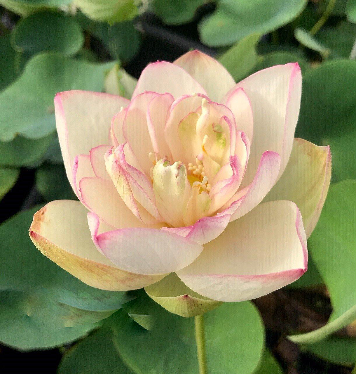 Nanjing Love 16 - Award Winner Lotus (Bare Root) - Play It Koi