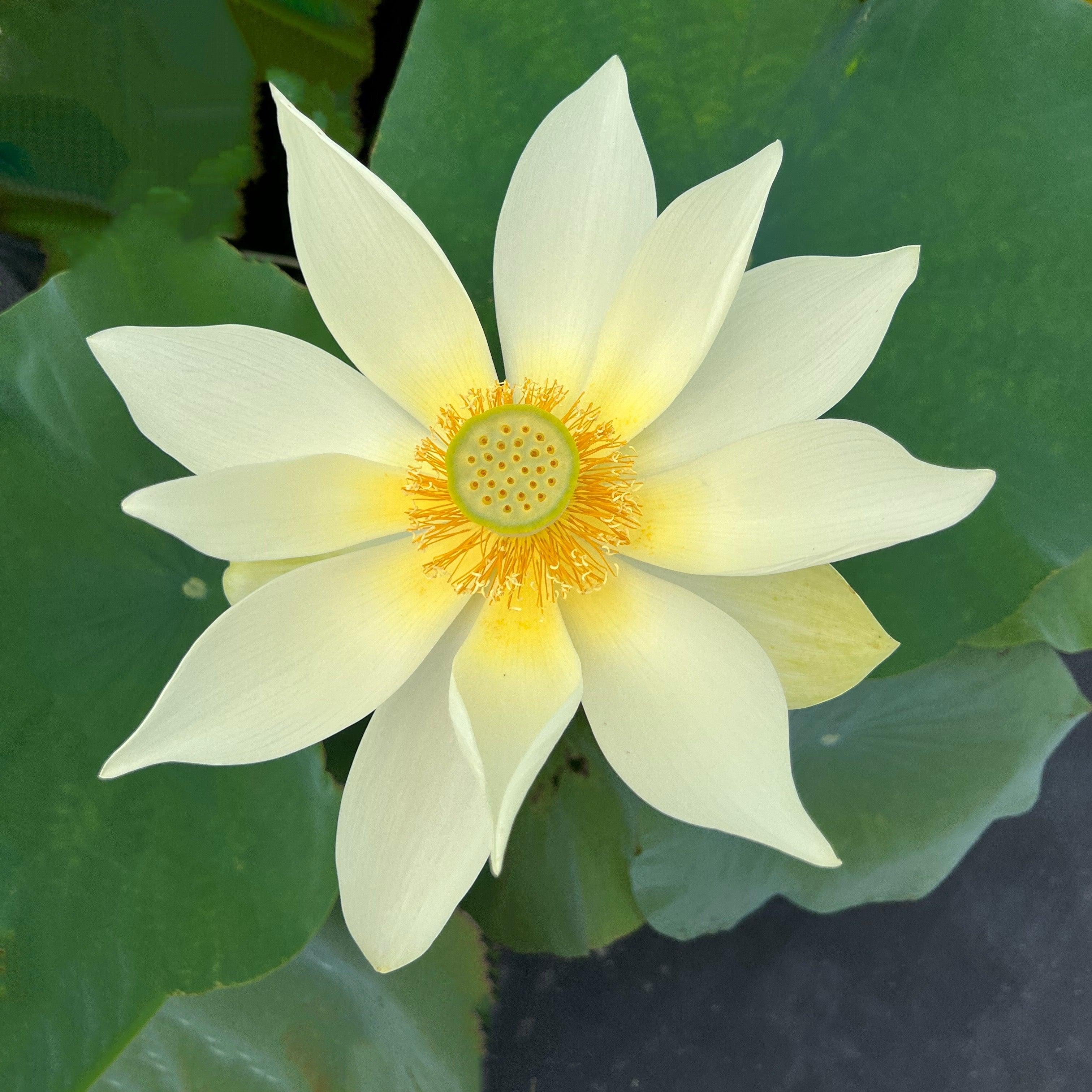 Nanjing Noble - Huge Flowered Lotus (Bare Root) - Play It Koi