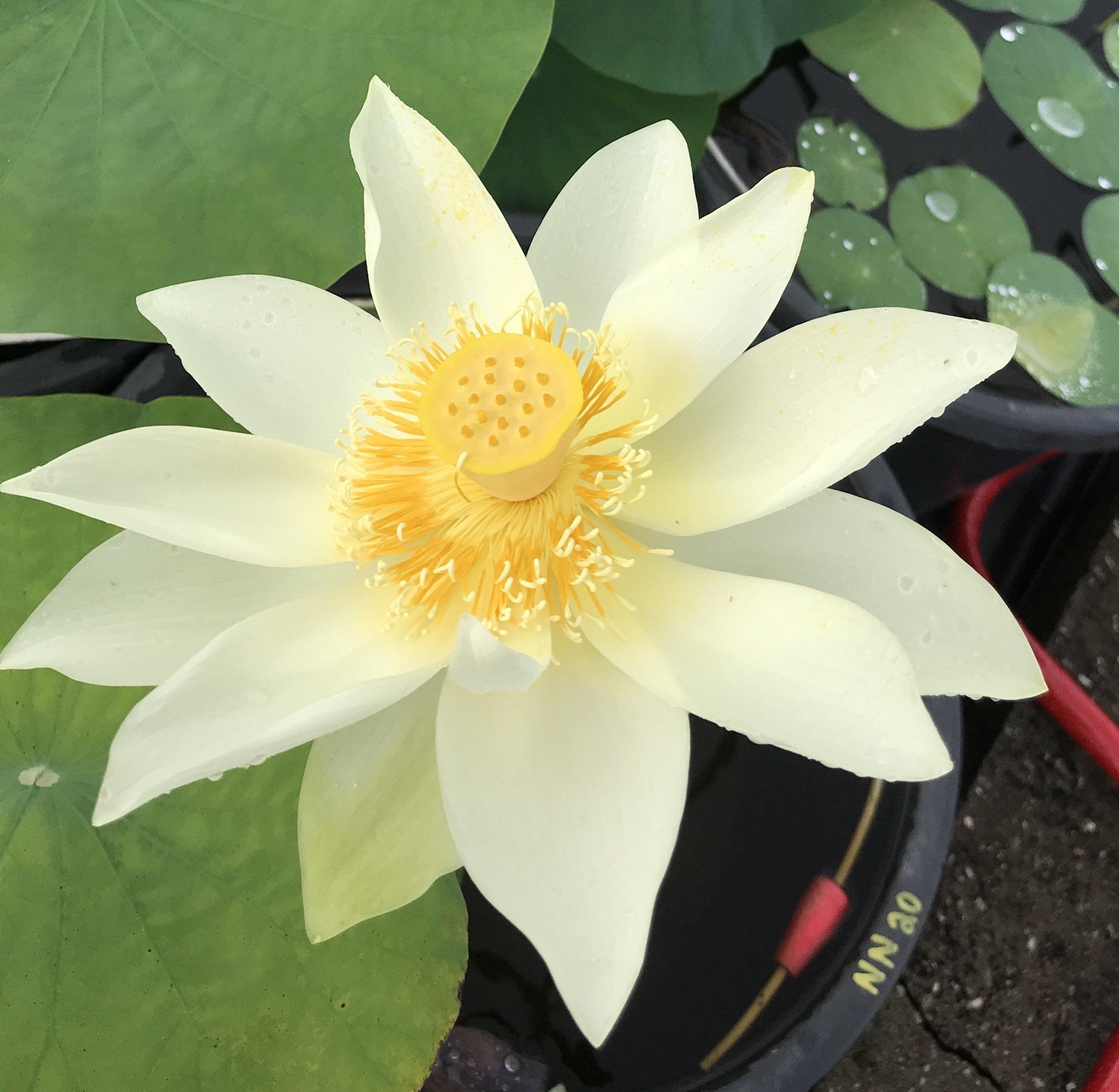 Nanjing Noble - Huge Flowered Lotus (Bare Root) - Play It Koi