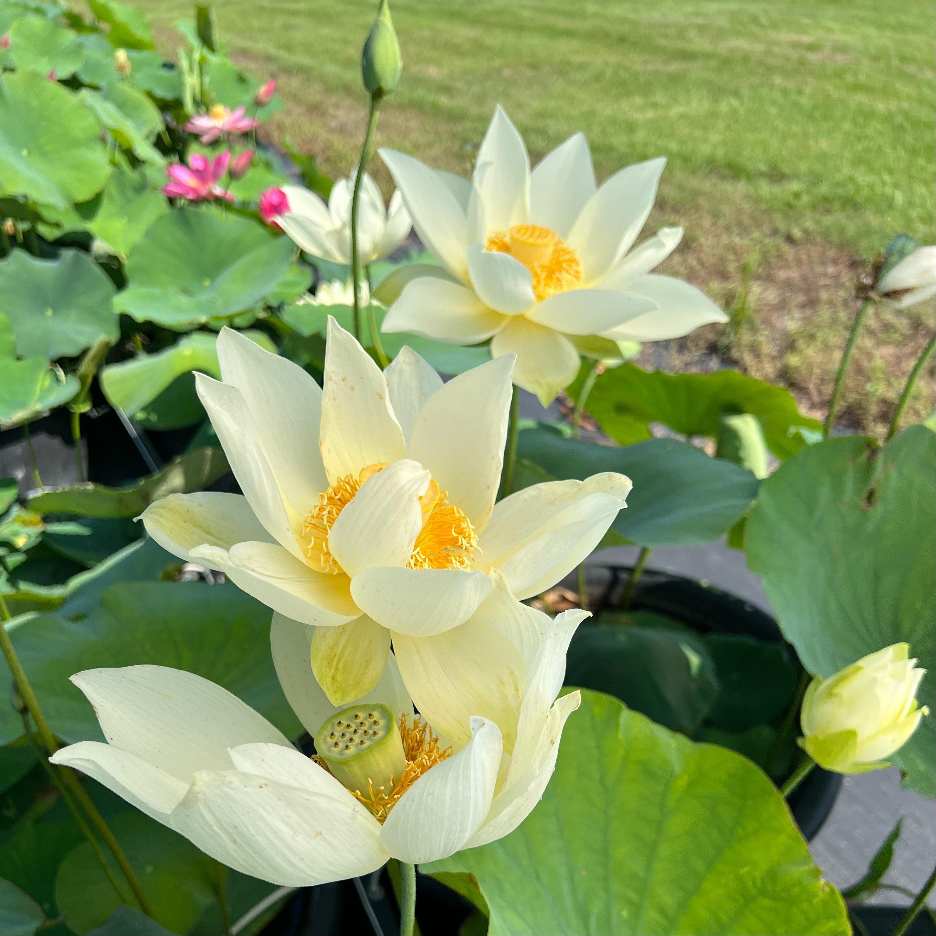 Nanjing Noble - Huge Flowered Lotus (Bare Root) - Play It Koi