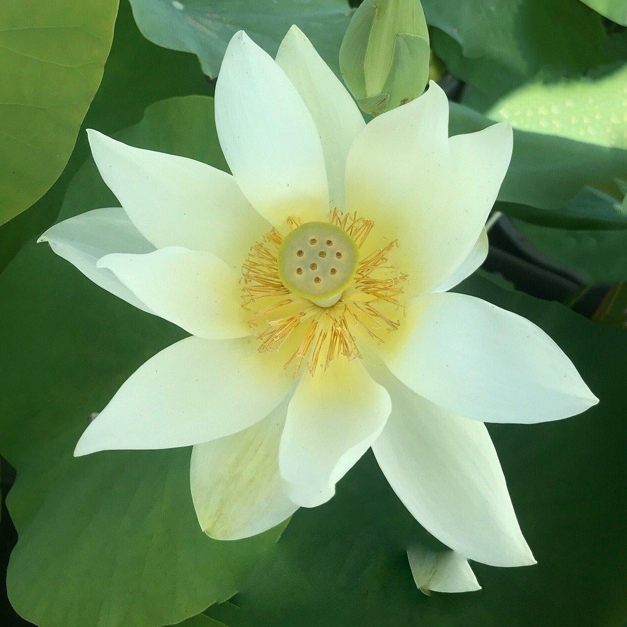 Nanjing Noble - Huge Flowered Lotus (Bare Root) - Play It Koi