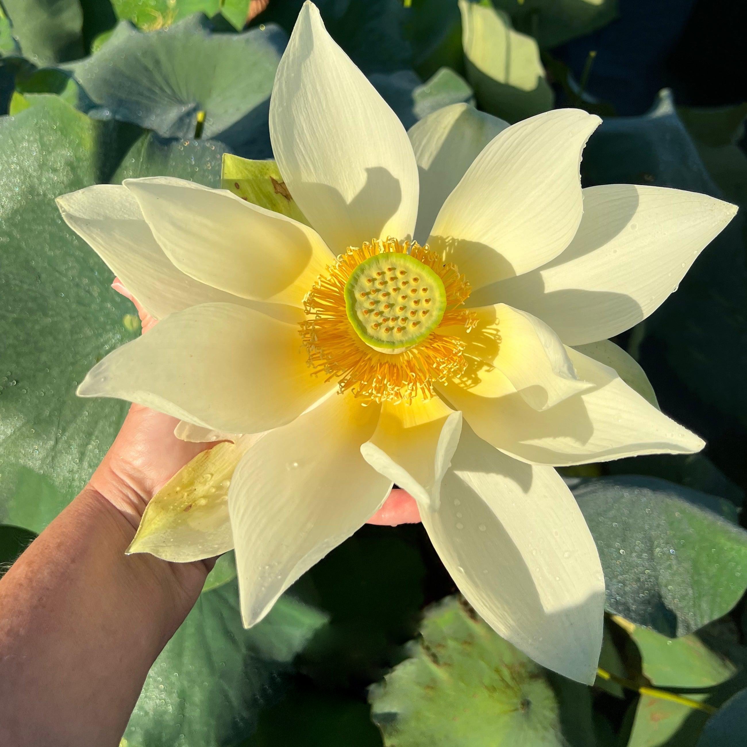 Nanjing Noble - Huge Flowered Lotus (Bare Root) - Play It Koi