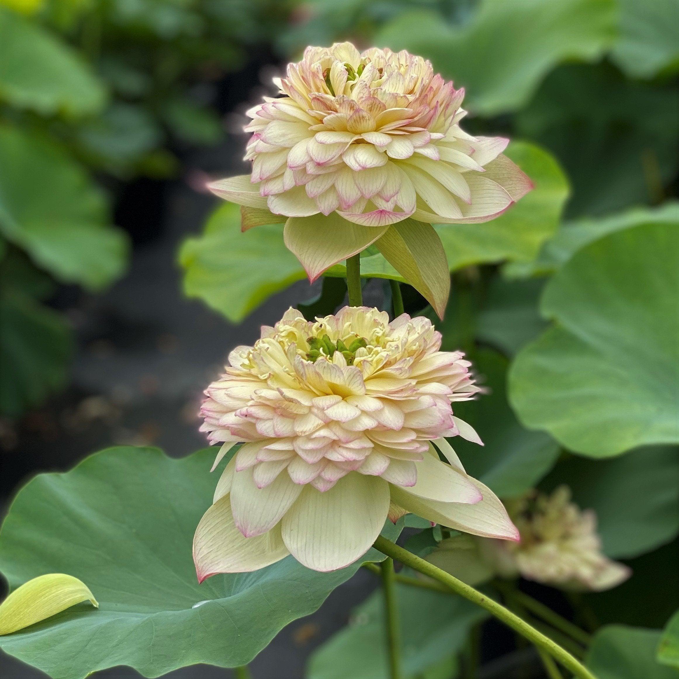 Nanzhou Buddha's Light - Prolific bloomer Lotus (Bare Root) - Play It Koi