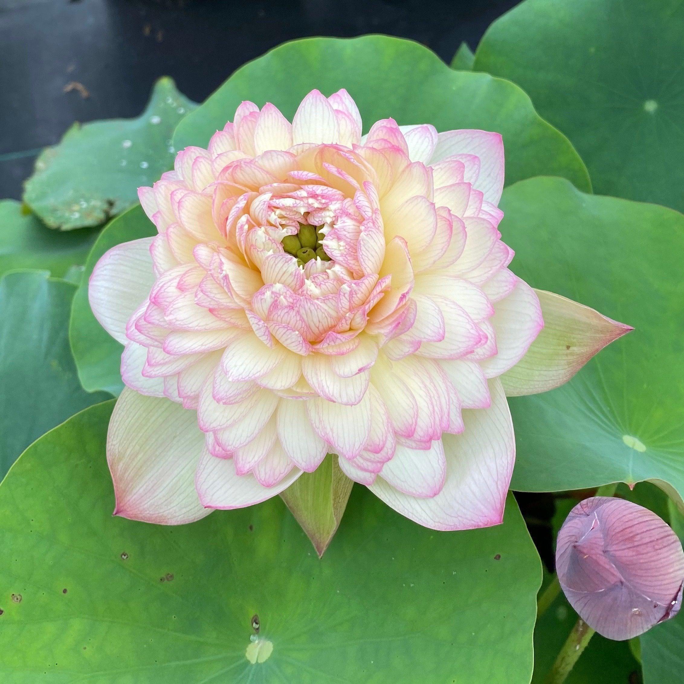 Nanzhou Buddha's Light - Prolific bloomer Lotus (Bare Root) - Play It Koi