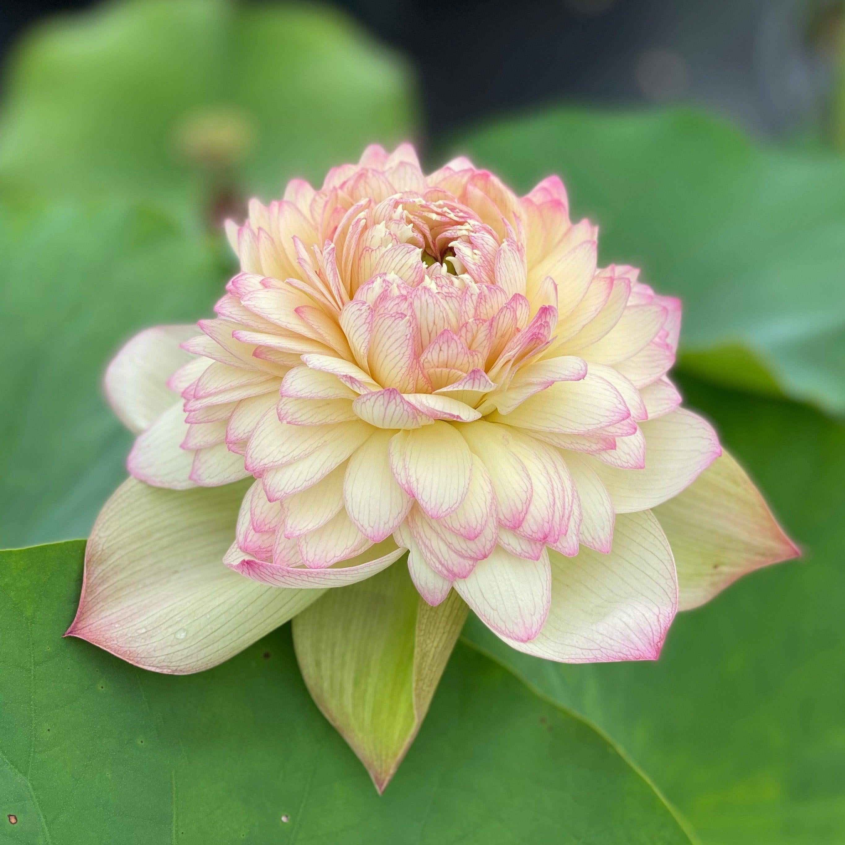Nanzhou Buddha's Light - Prolific bloomer Lotus (Bare Root) - Play It Koi