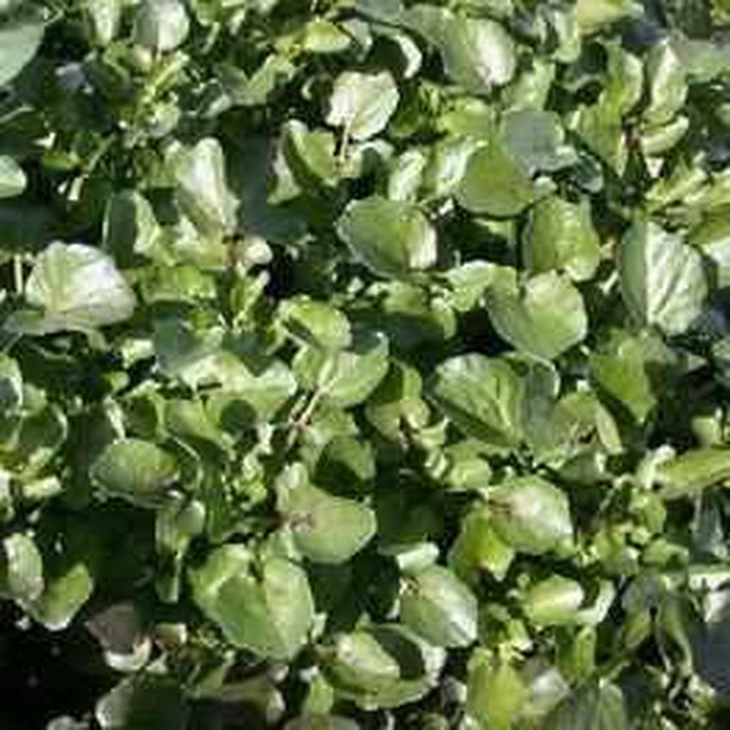 Nasturtium Officinale - Watercress (Bare Root) - Play It Koi
