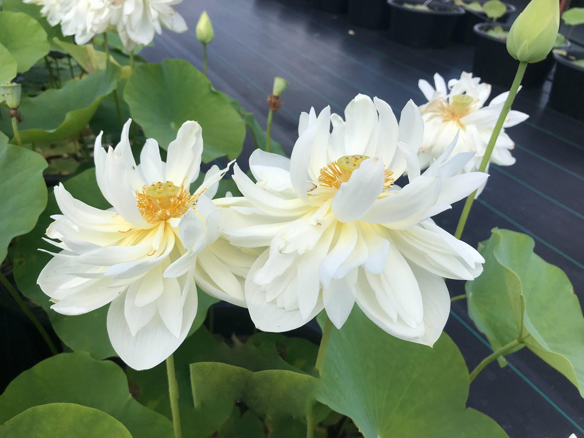 Nelumbo Nucifera Loto 'alto en algodón' (raíz desnuda)
