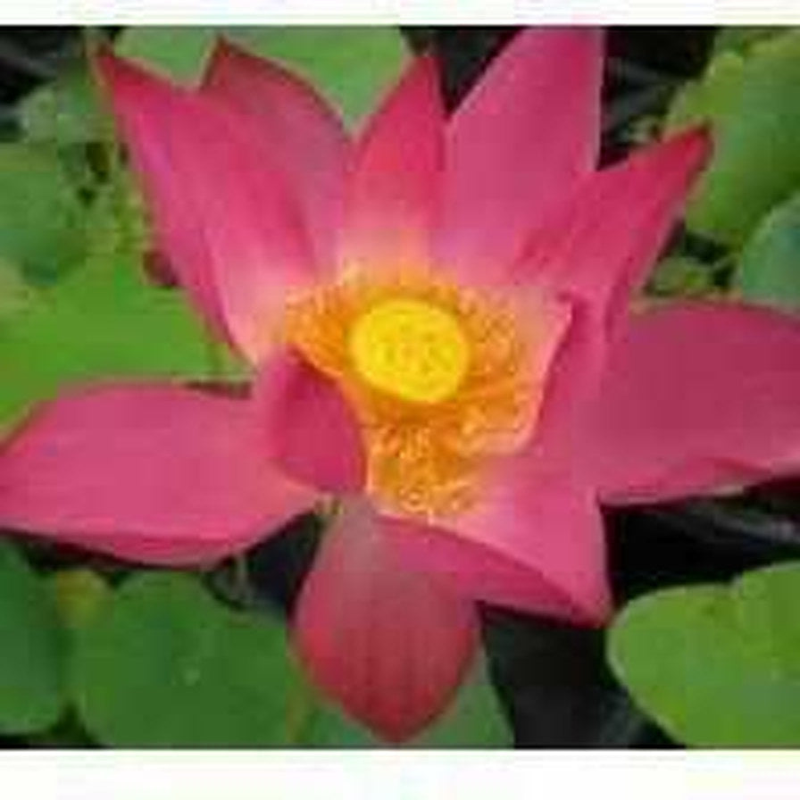 Nelumbo Nucifera 'Pekinesis Rubra' Red Lotus (Bare Root) - Play It Koi