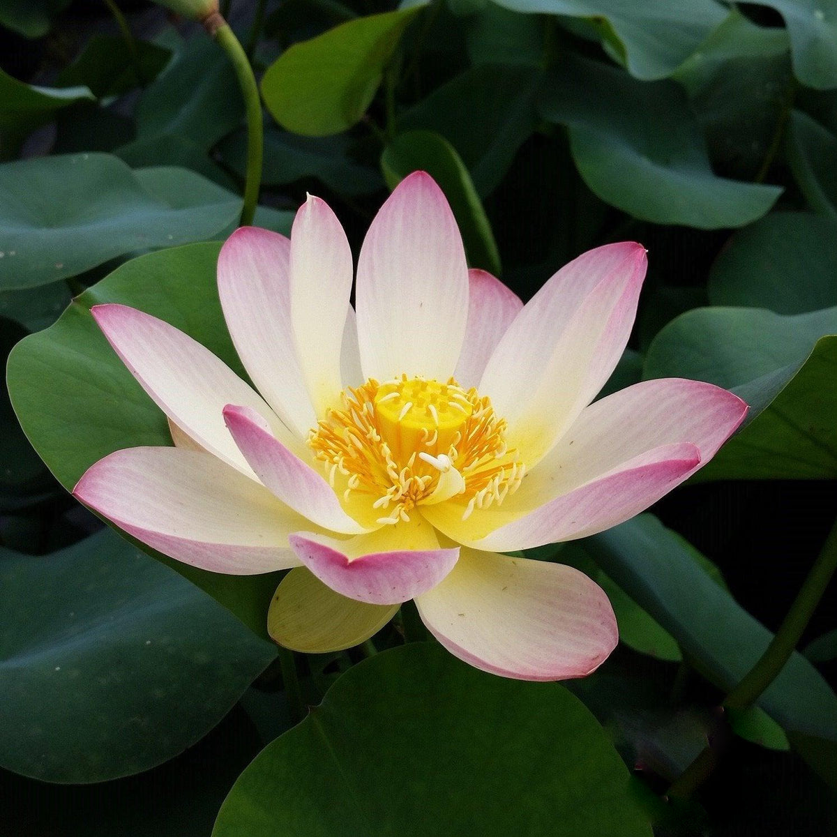 Hoa sen Nelumbo Nucifera 'Công chúa Abby' (Rễ trần)
