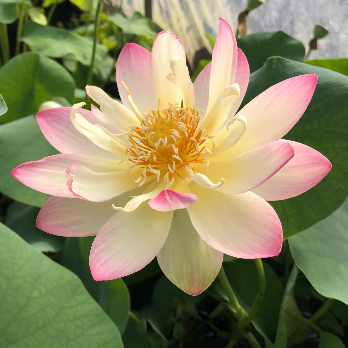 Hoa sen Nelumbo Nucifera 'Công chúa Abby' (Rễ trần)