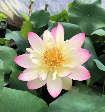 Hoa sen Nelumbo Nucifera 'Công chúa Abby' (Rễ trần)