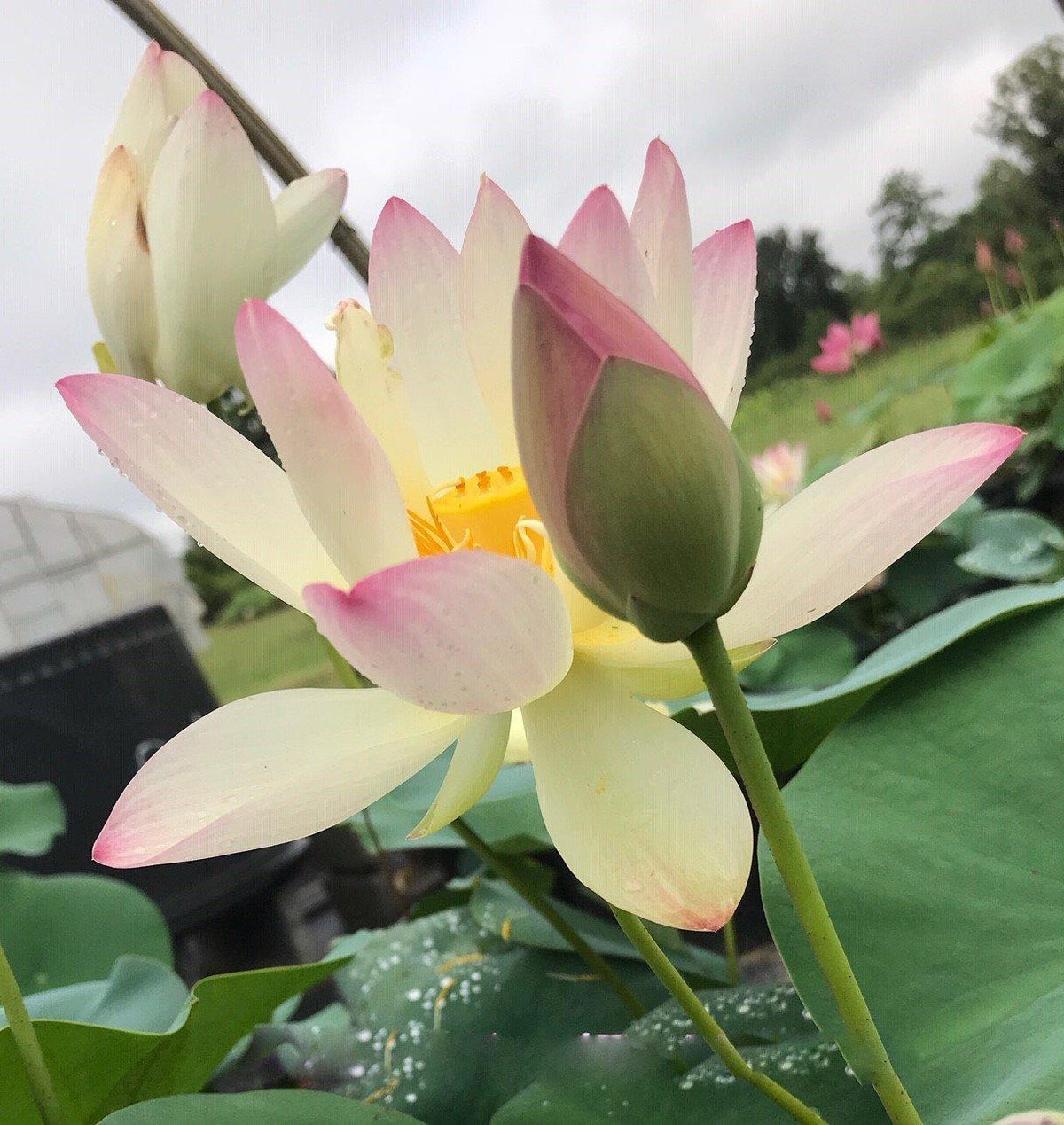 Hoa sen Nelumbo Nucifera 'Công chúa Abby' (Rễ trần)
