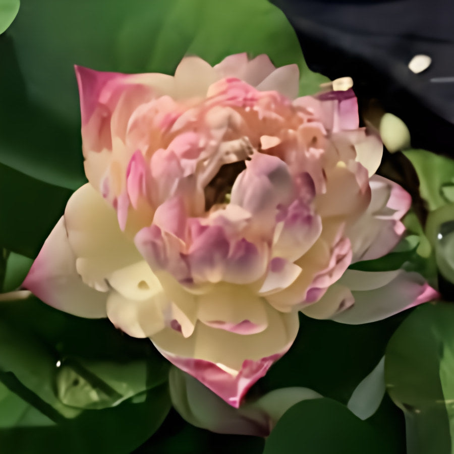 Nelumbo Nucifera 'Yiliang Thousand Petals' Lotus (Bare Root) - Play It Koi