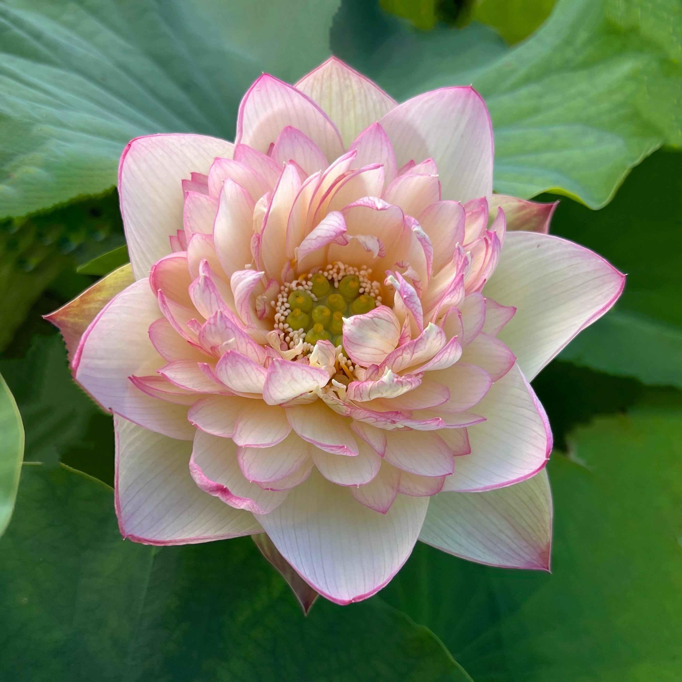 New Cloud Brocade - Yummy Pink Lotus (Bare Root) - Play It Koi