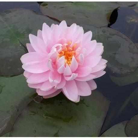 Nymphaea 'Lilypons' Multi-Double Pink Hardy Lily ({Potted) - Play It Koi