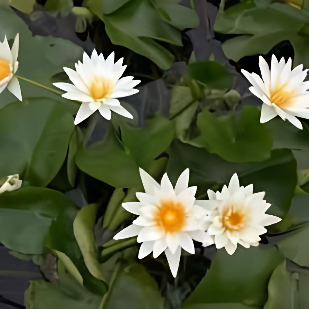 Nymphaea 'Marian Strawn' Tropical Day Blooming Lily (Bare Root) - Play It Koi