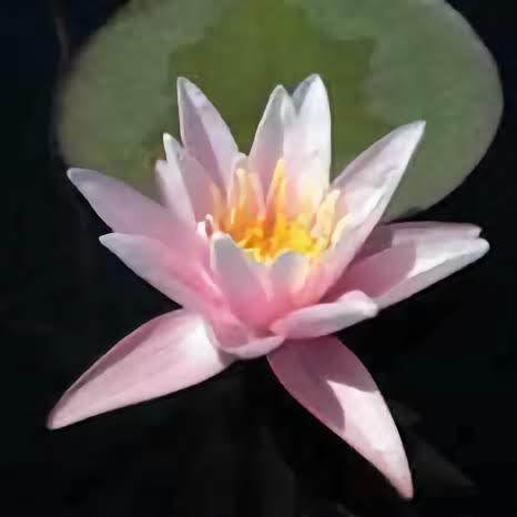 'Nymphaea' Pink Sensation Pink Hardy Lily (Bare Root) - Play It Koi