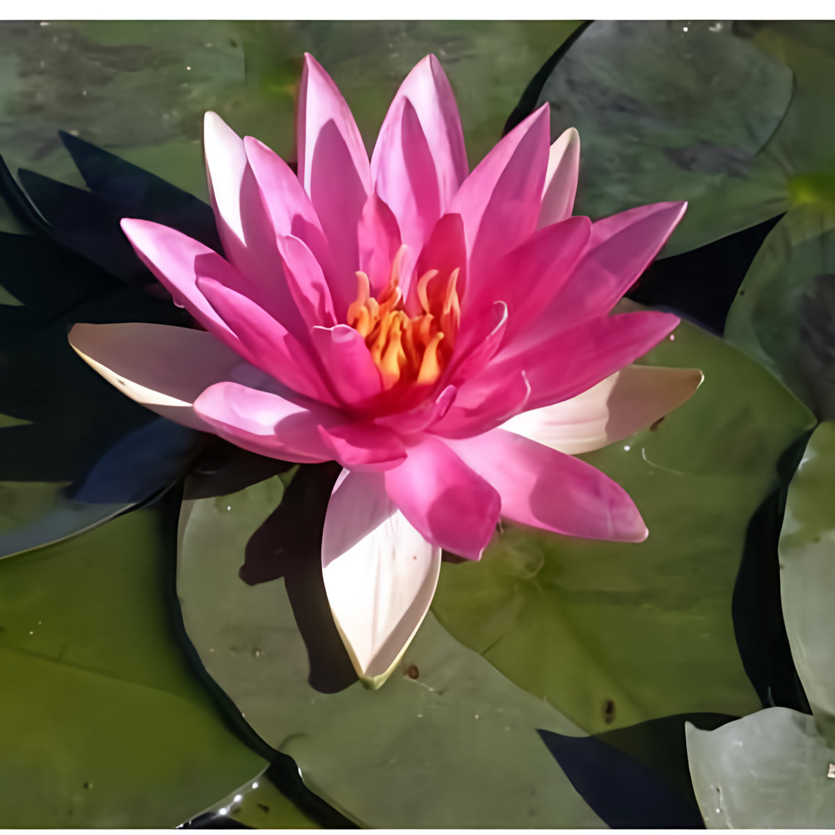 Nymphaea 'Pink Sparkle' Hardy Lily (Bare Root) - Play It Koi