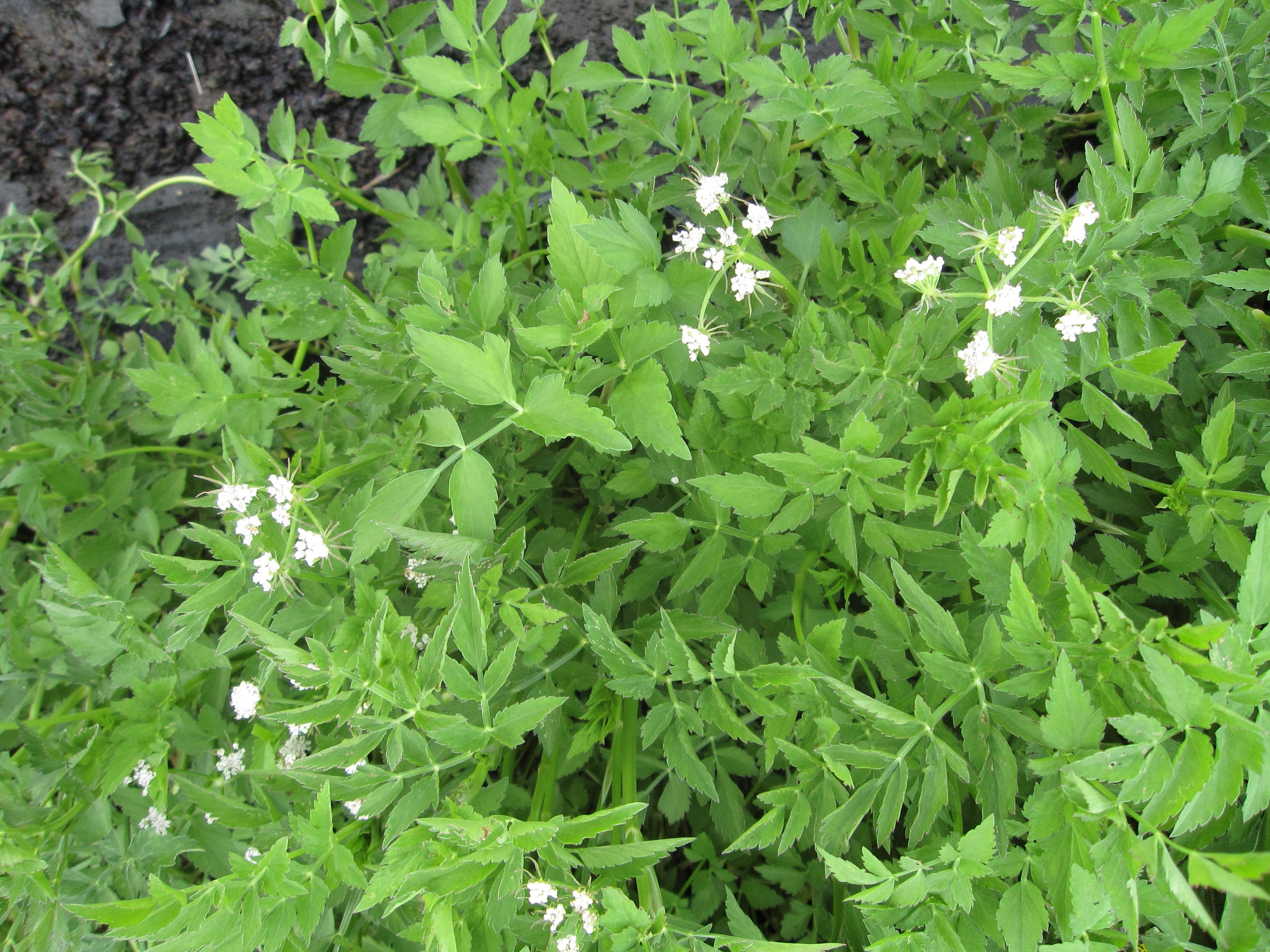 Oenanthe ssp. 'Dwarf Water Celery' (Bare Root) - Play It Koi